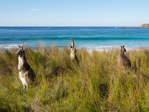 The inviting coastline of Batemans Bay, with its golden beaches and serene estuaries, set against a backdrop of a lively community atmosphere, showcasing the bay's allure as a favourite holiday spot for both relaxation and exploration.