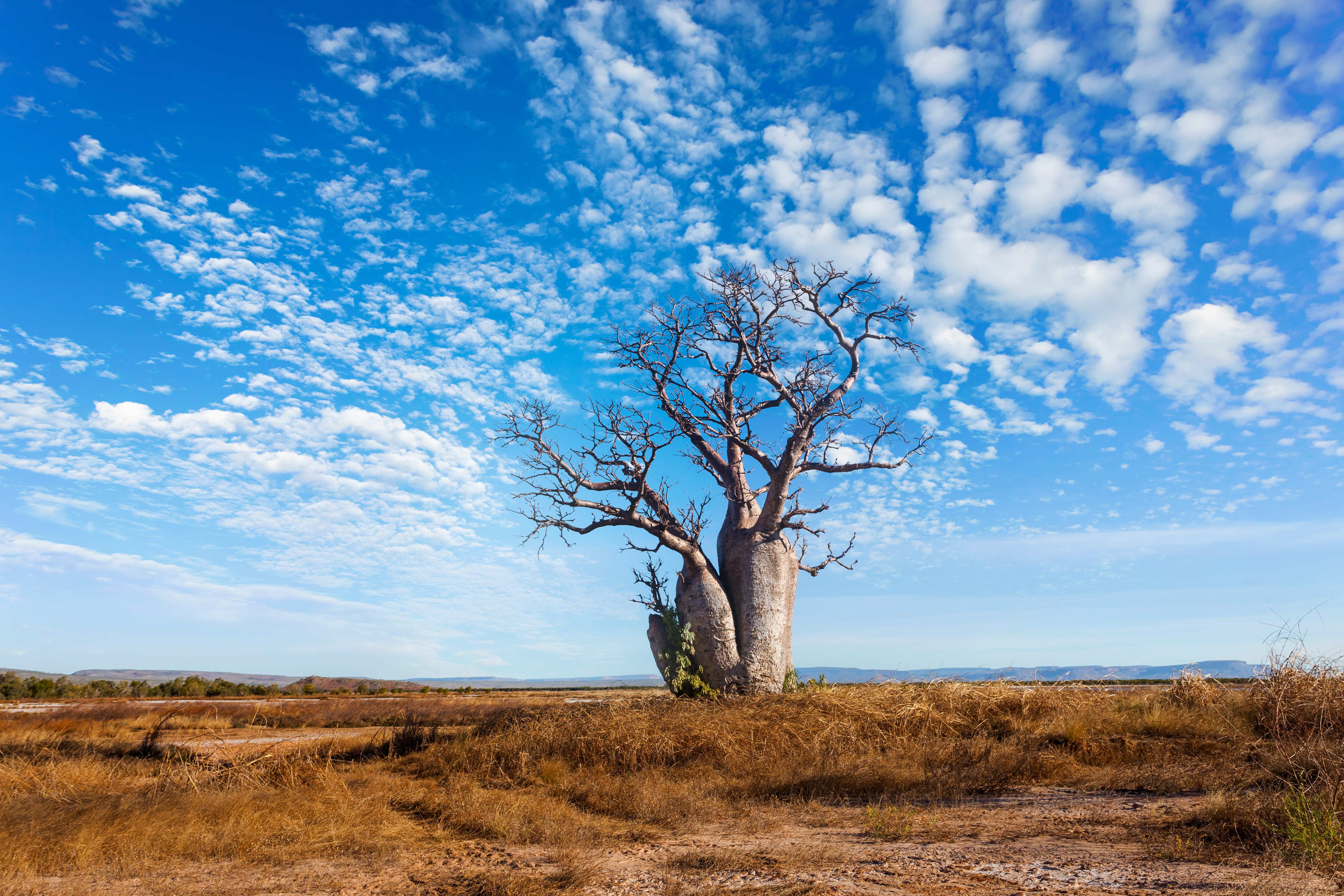 A striking image of Boab Trees against the Kimberley backdrop, showcasing their distinctive silhouette.