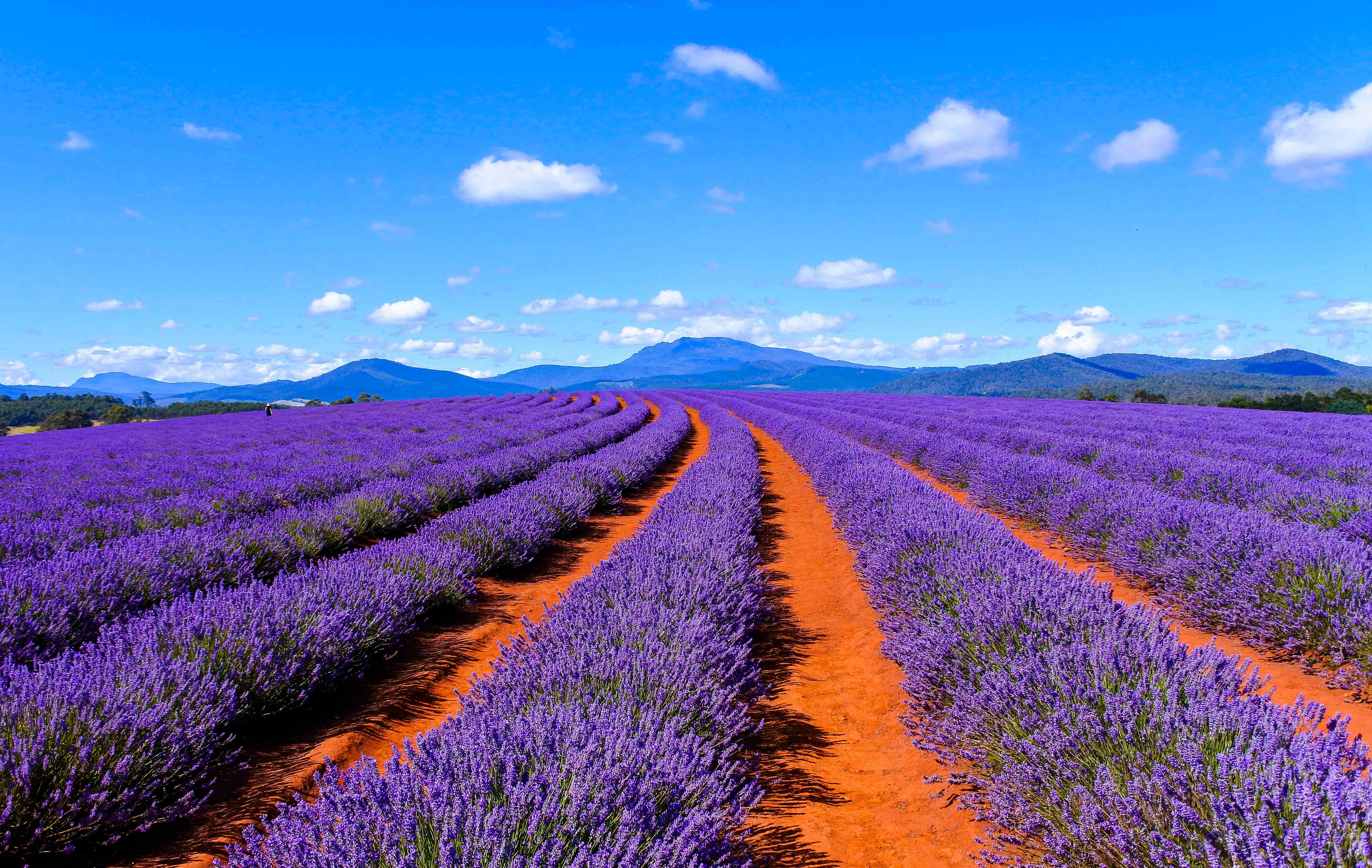 Lavender fields in full bloom. 
