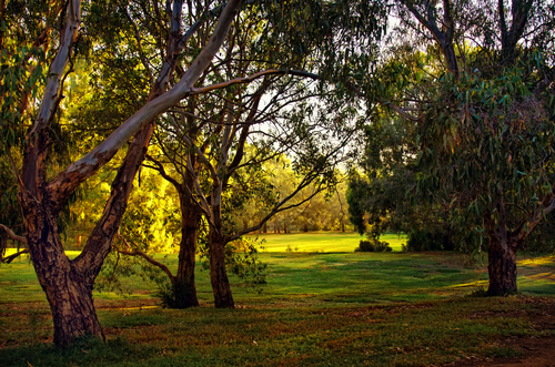 Lush greenery of Brimbank Park under a bright blue sky, located in Melbourne's Brimbank area. This image captures the park's extensive walking trails and scenic picnic areas that are popular among local families and nature enthusiasts. The park serves as a vital green space within the community, offering a tranquil retreat and various recreational activities that emphasize its role in promoting health, wellbeing, and environmental conservation.