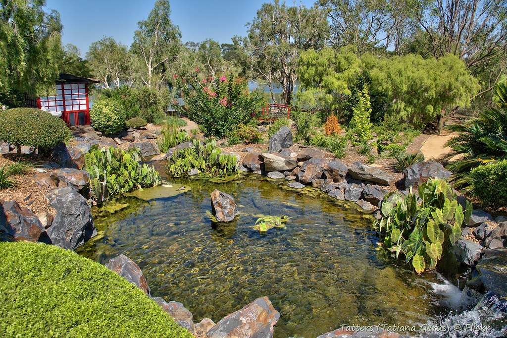 A peaceful scene from Bundaberg Botanic Gardens, showcasing lush greenery and a reflective pond.