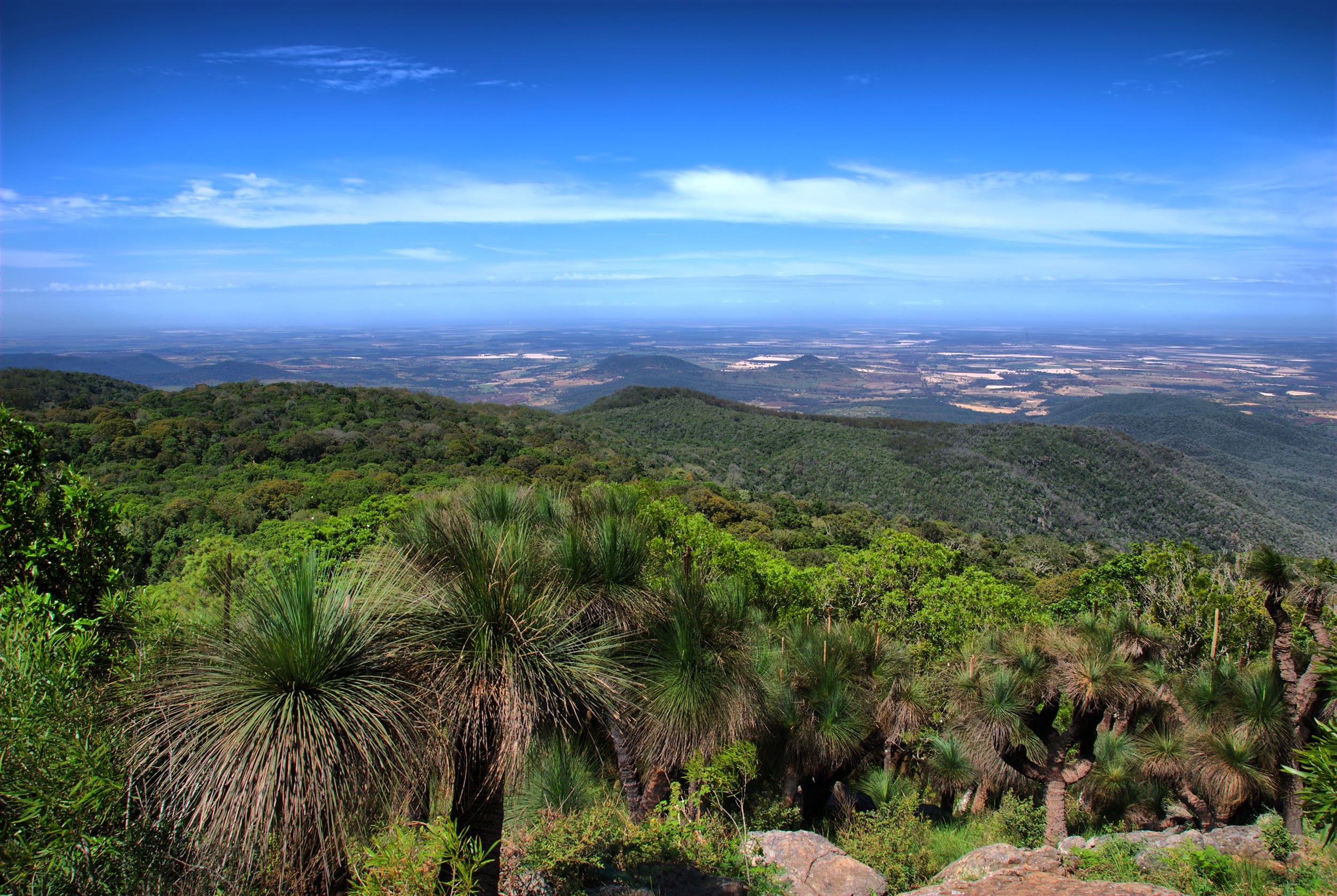 A scenic view of the Bunya Mountains, with towering bunya pines and lush greenery creating a tranquil atmosphere. 