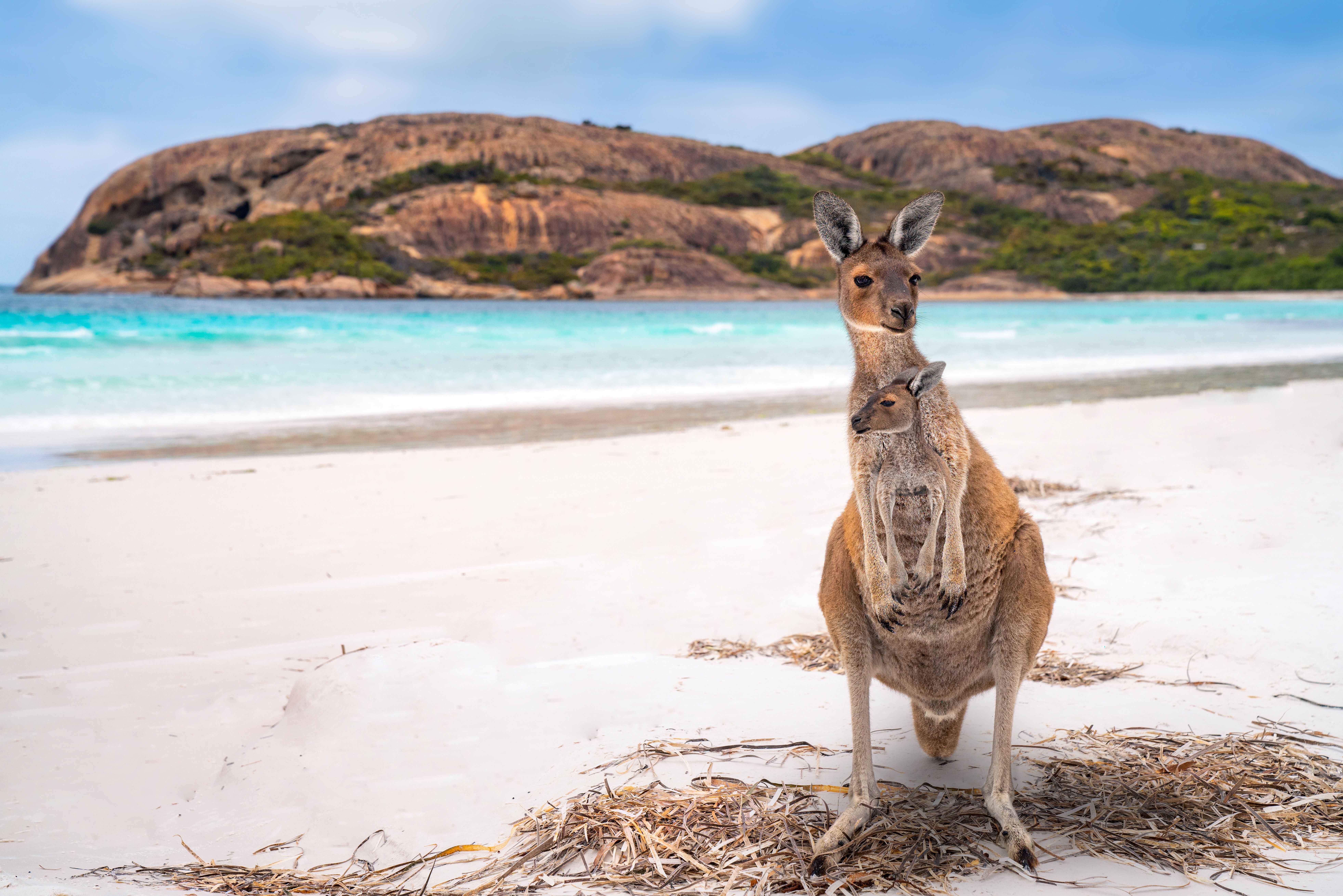 A scenic image from Cape Le Grand National Park, featuring turquoise waters, white sandy beaches, and a kangaroo enjoying the coastal scenery. 