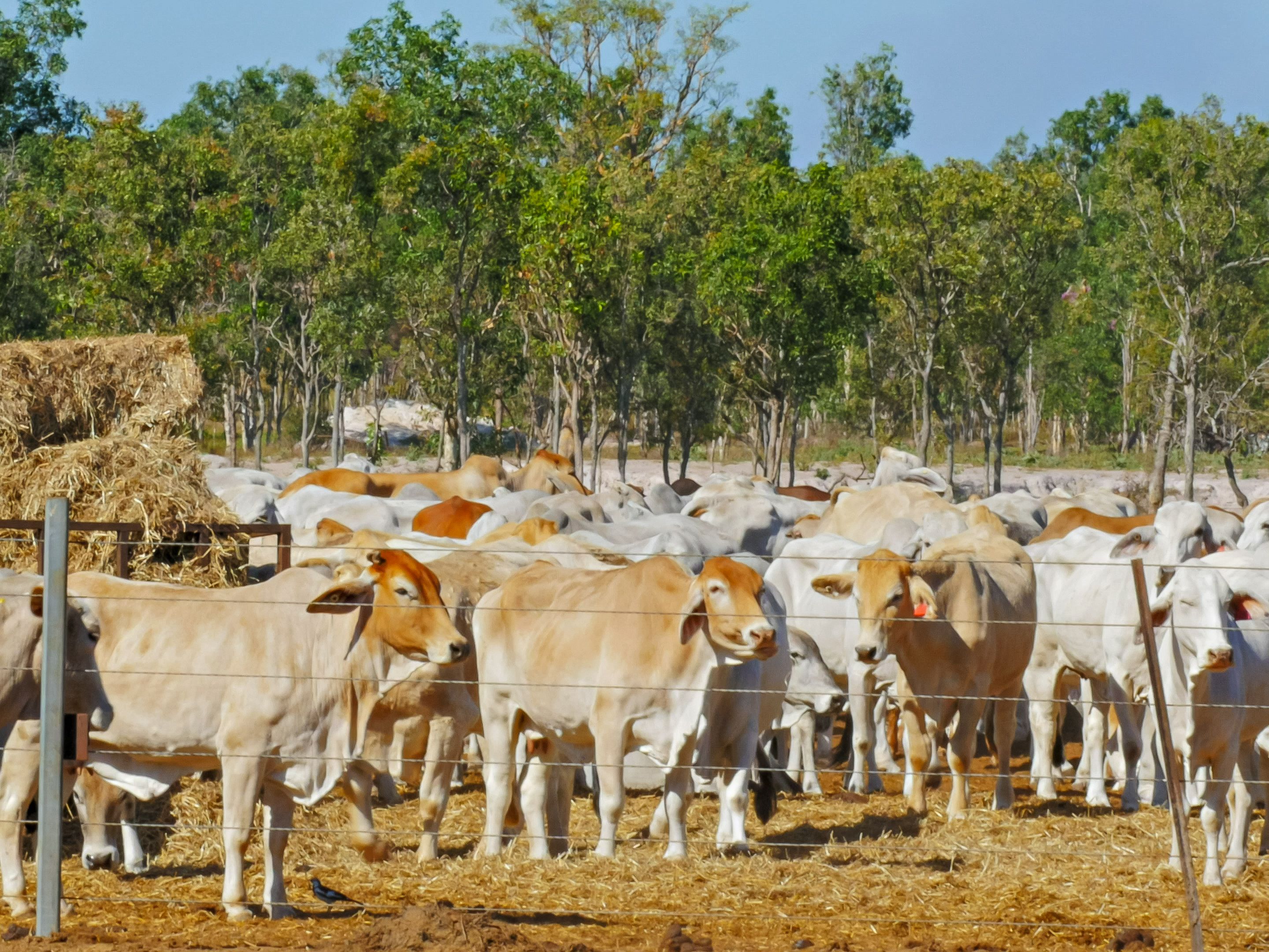 A panoramic view of a sprawling cattle station on the Barkly Tableland, with cattle grazing in the vast Outback landscape under the clear blue sky. 