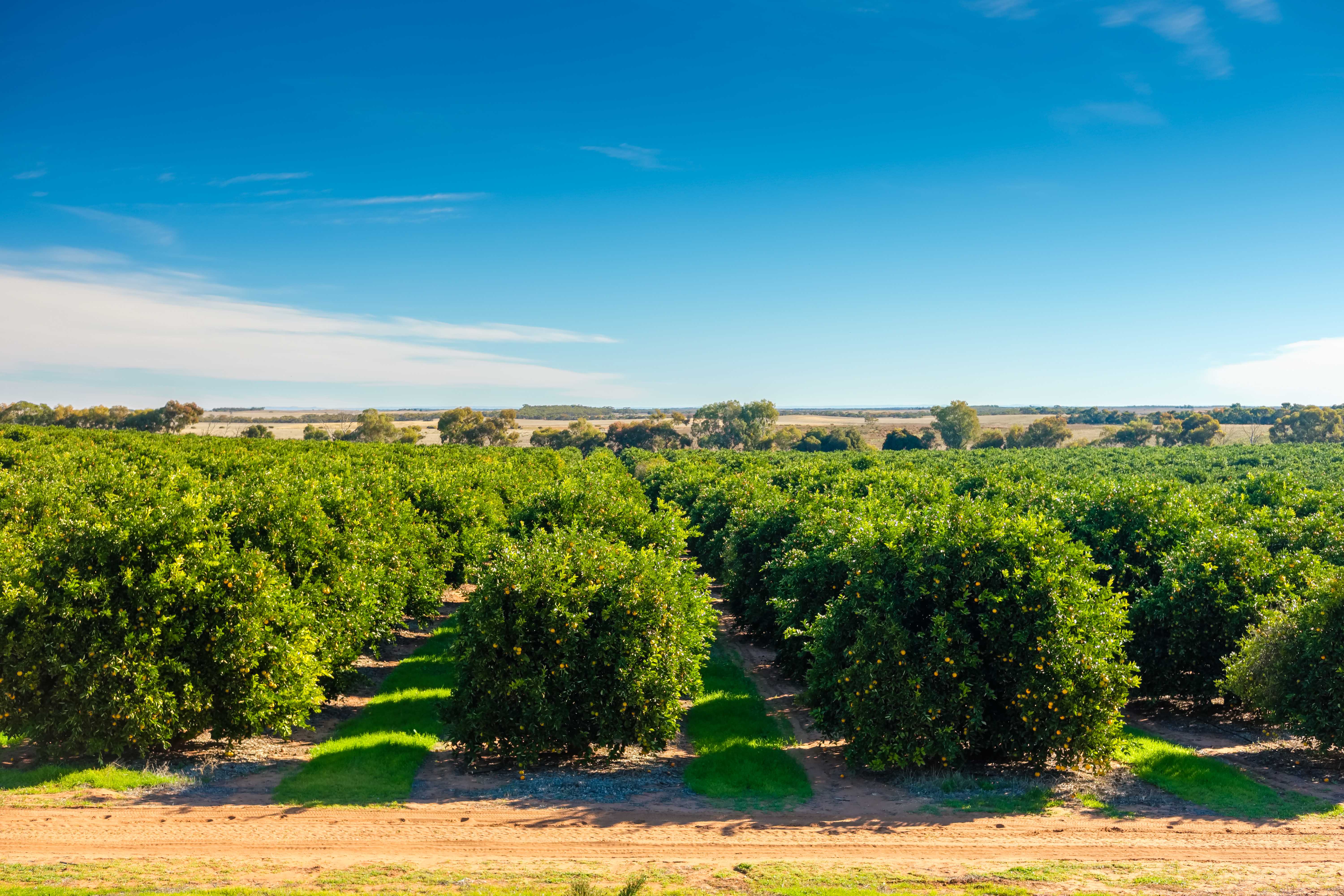 Rows of citrus trees laden with ripe oranges, with the sun casting a warm glow over the orchard. 