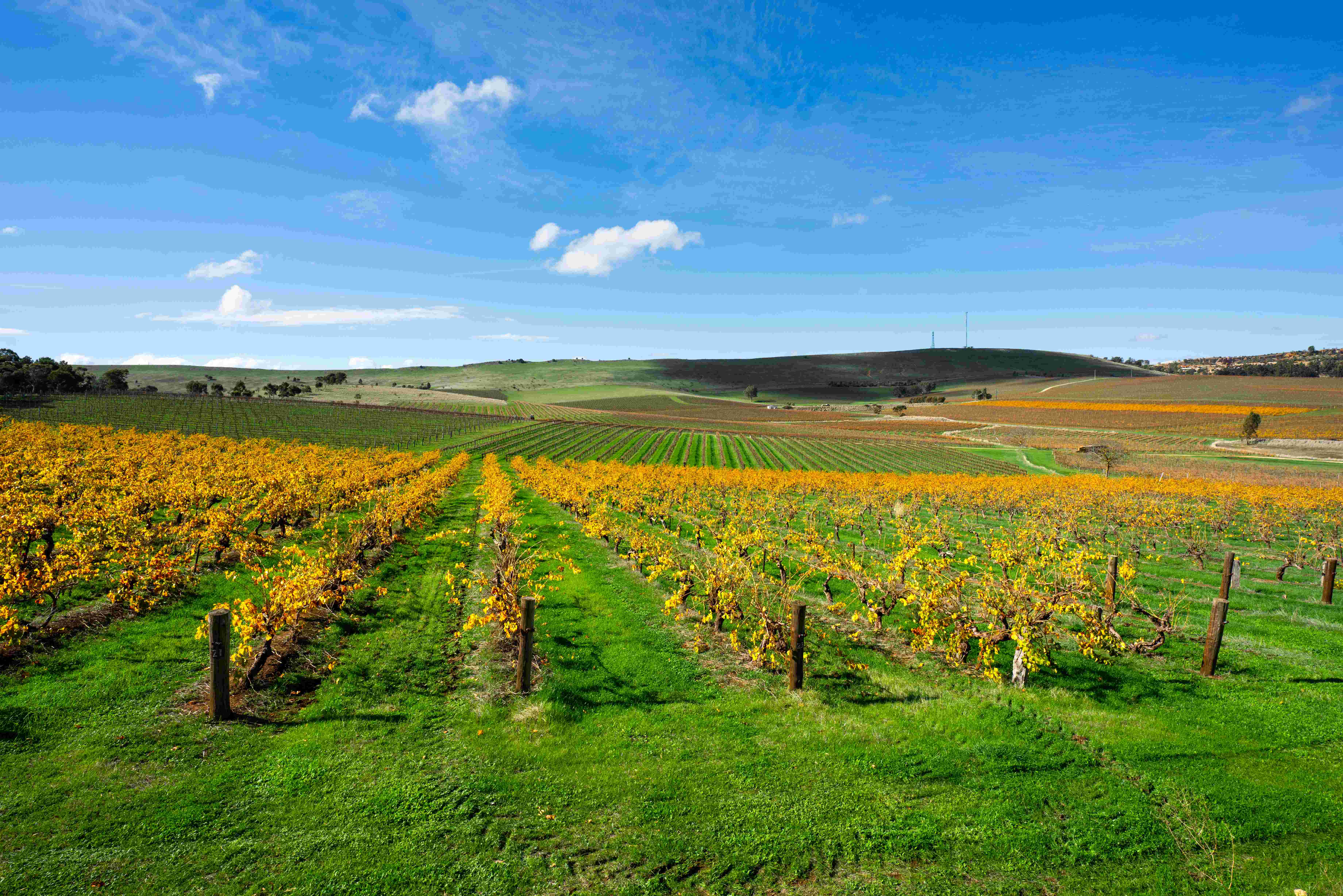  Rows of lush grapevines stretching across the picturesque Clare Valley landscape. 