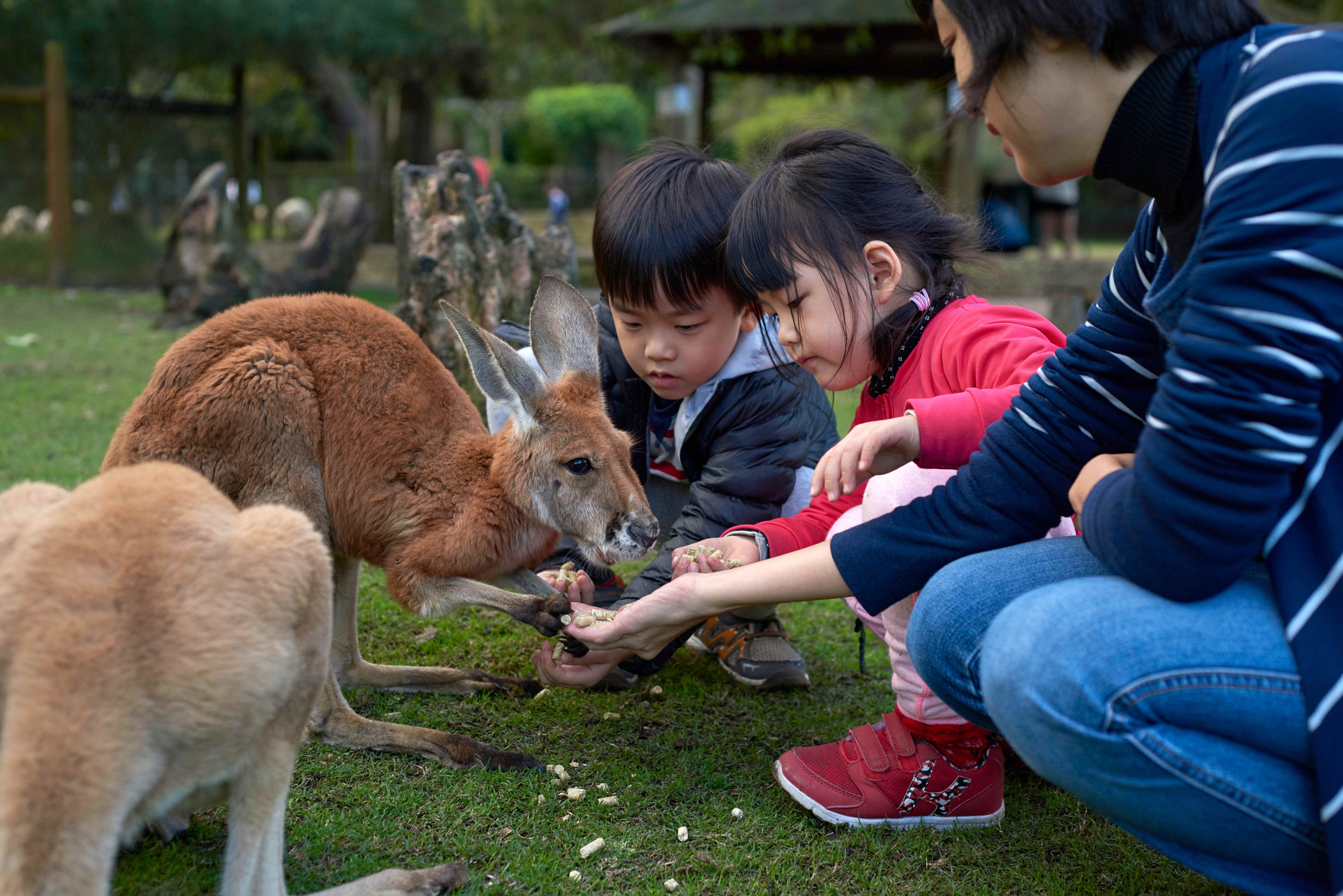 Visitors interacting with kangaroos at Cleland Wildlife Park. 