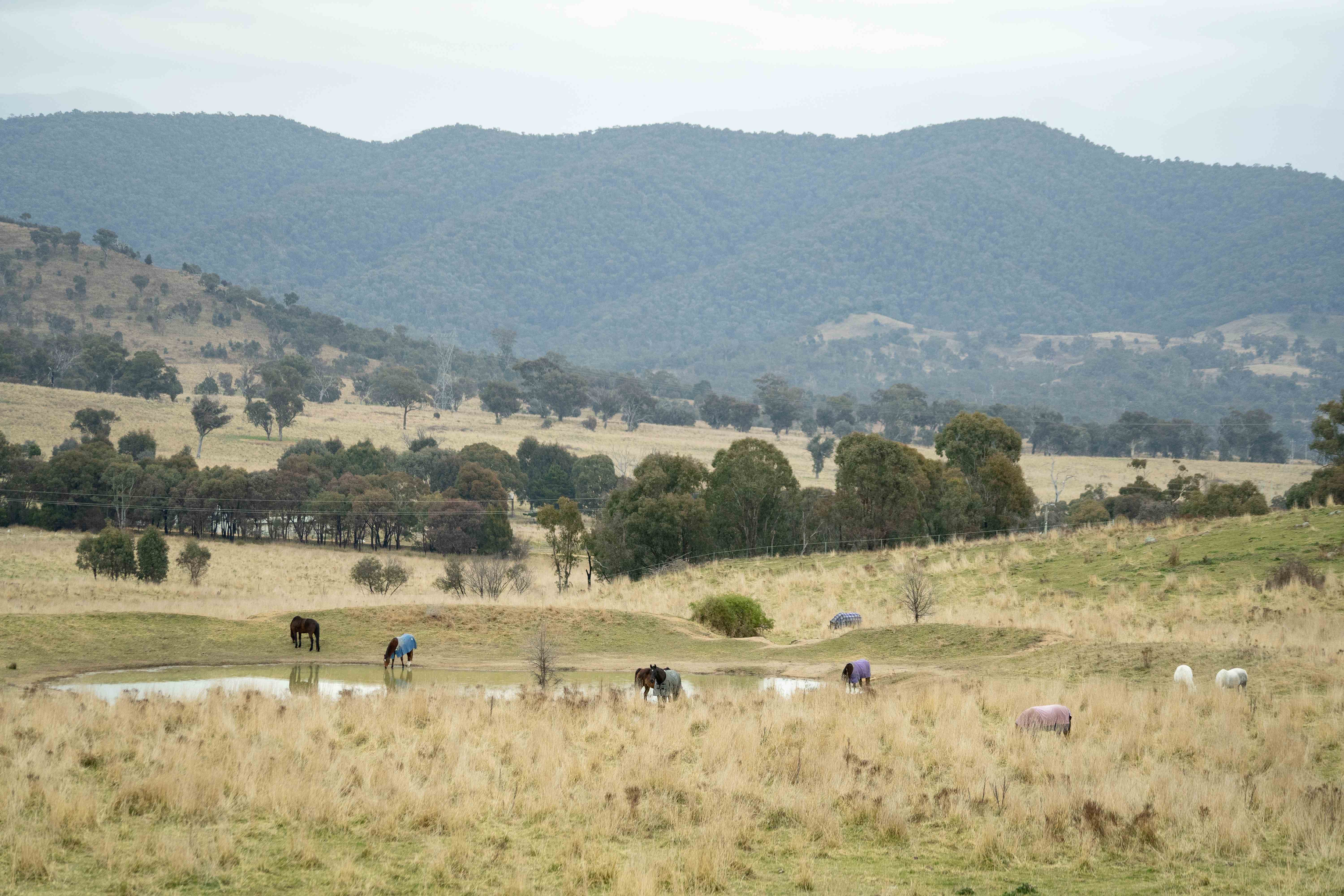 A panoramic shot of Cooleman Ridge Nature Reserve, showcasing its verdant hills, winding trails, and diverse vegetation, with native birds soaring overhead and sunlight streaming through the trees, capturing the tranquility of the natural environment. 
