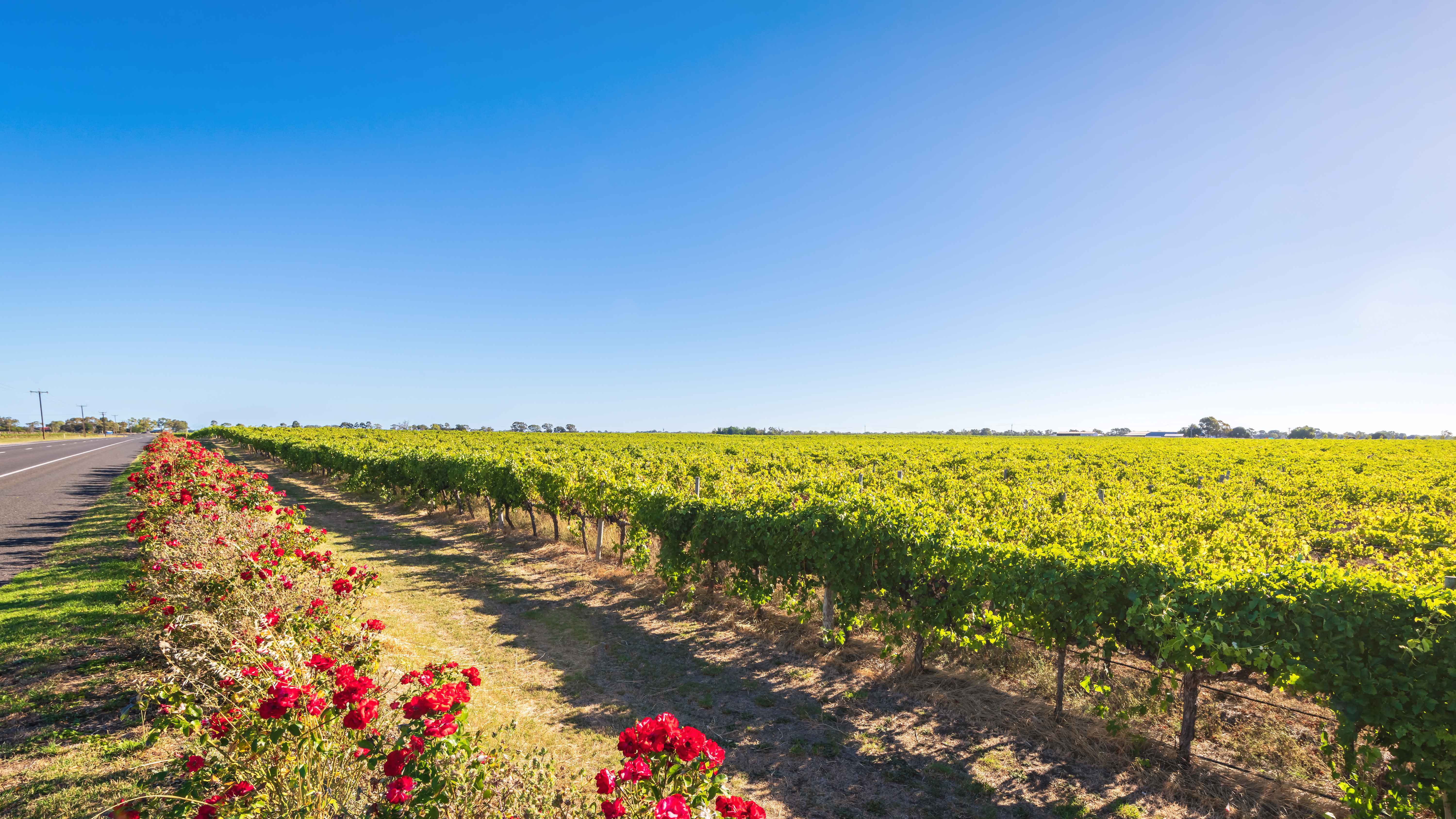 Rows of grapevines stretching into the distance, with lush green foliage and blue skies overhead. 
