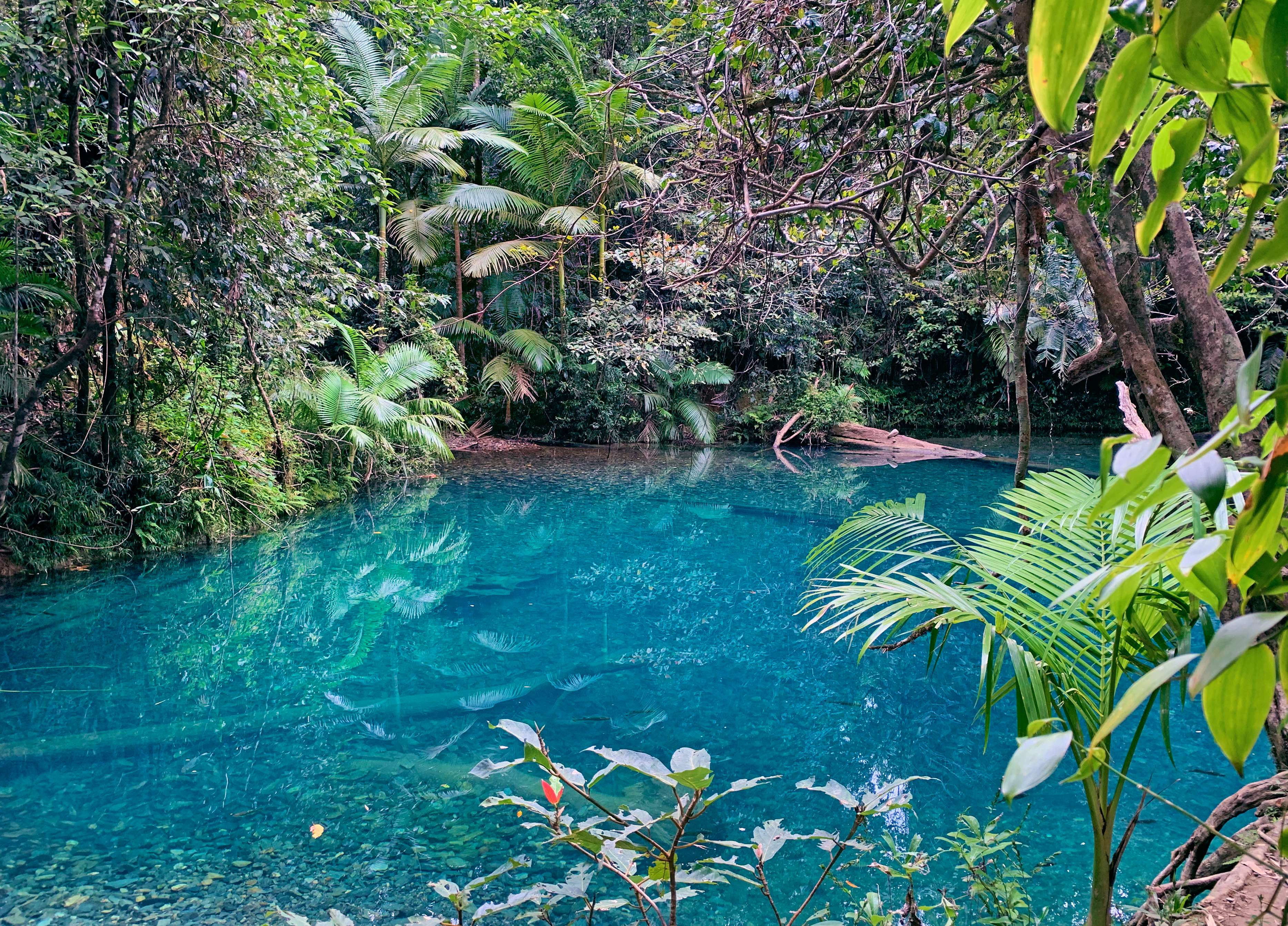 A lush scene from the Daintree Rainforest, featuring towering trees, dense vegetation, and a tranquil river winding through the landscape. 