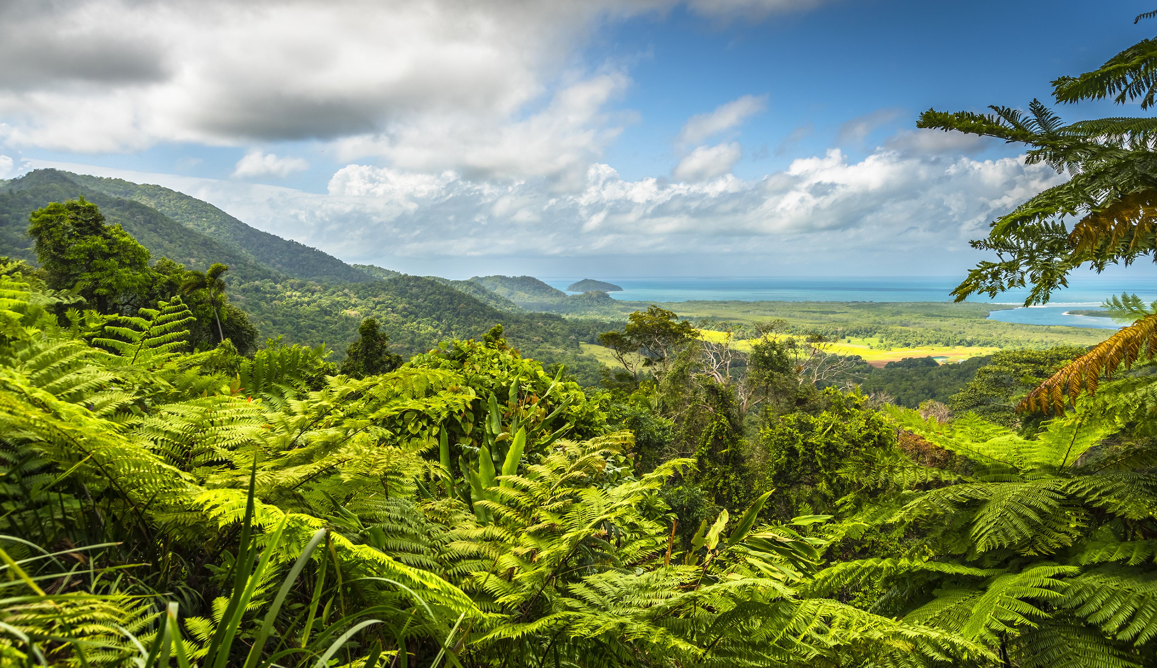  A lush scene from the Daintree Rainforest, featuring towering trees, dense vegetation, and a tranquil river winding through the landscape. 