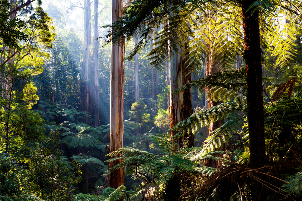 Lush greenery and dense forests of the Dandenong Ranges National Park in Outer Eastern Melbourne, viewed from one of its famous hiking trails. The image captures the natural beauty and tranquility of the park, highlighting towering trees and fern-covered forest floors, ideal for nature enthusiasts and hikers seeking a serene escape.