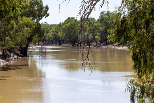 A serene snapshot of the Darling River, meandering through the arid Far West landscape, an essential water source nurturing a rich and diverse ecosystem in the heart of the outback
