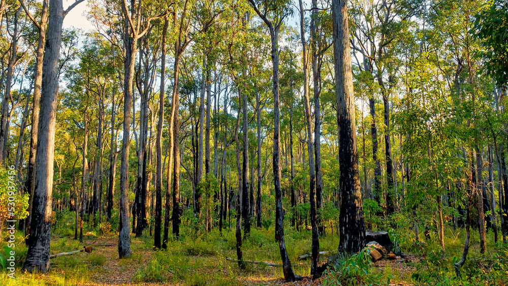 A captivating view from Dwellingup Forest, highlighting lush greenery and winding trails. 