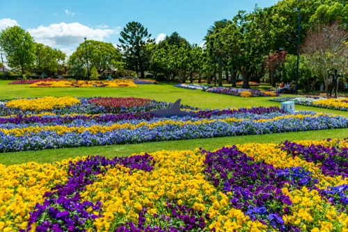 Vivid bursts of color adorn Toowoomba's streets and parks during the annual Carnival of Flowers. Blooming flowers of various hues create a mesmerizing sight, attracting visitors from across the country. This vibrant festival celebrates Toowoomba's status as the 'Garden City' and offers a range of events, from garden tours to floral competitions, capturing the essence of springtime beauty in Queensland.