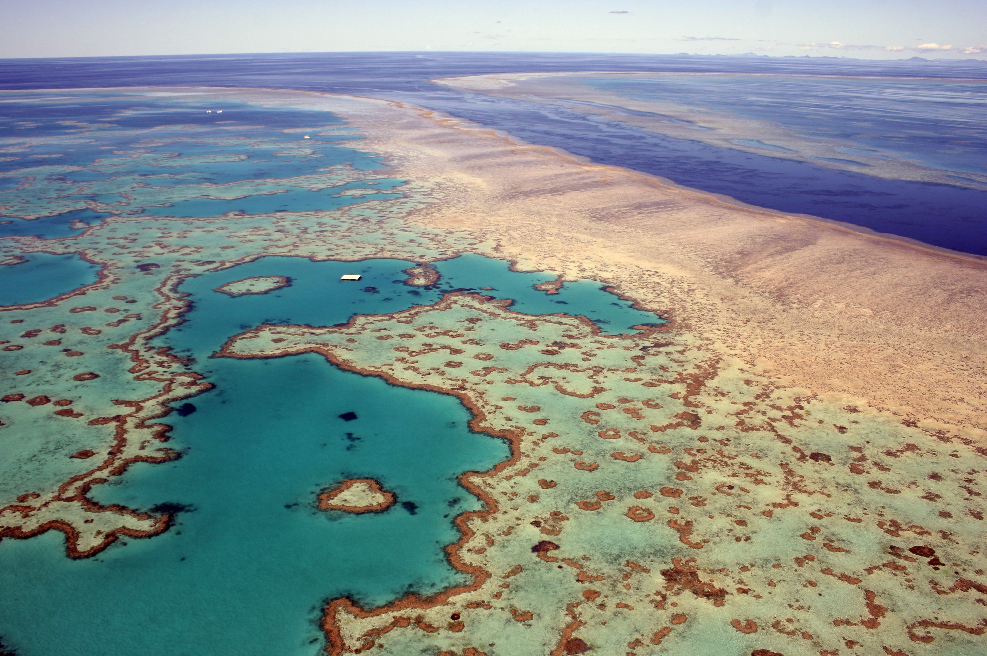 A captivating underwater view of the Great Barrier Reef, showcasing colorful coral and marine life. 