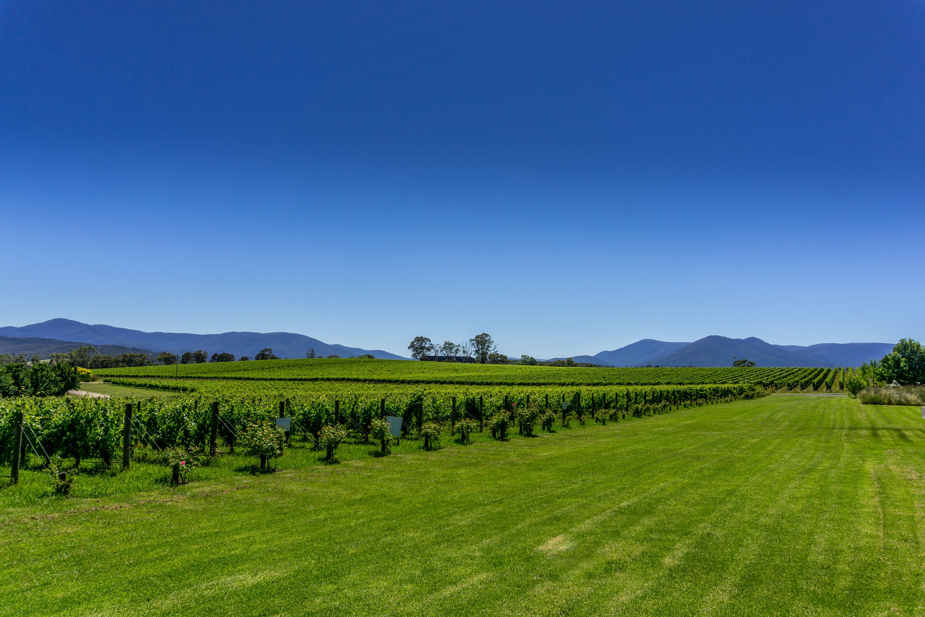  Rolling vineyards in the Heathcote Wine Region. 