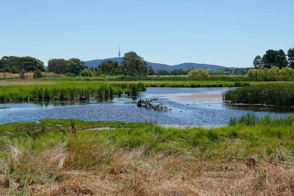 A serene image of Jerrabomberra Wetlands showcasing its tranquil waterways, lush vegetation, and abundant birdlife against a backdrop of blue skies and distant hills. 
