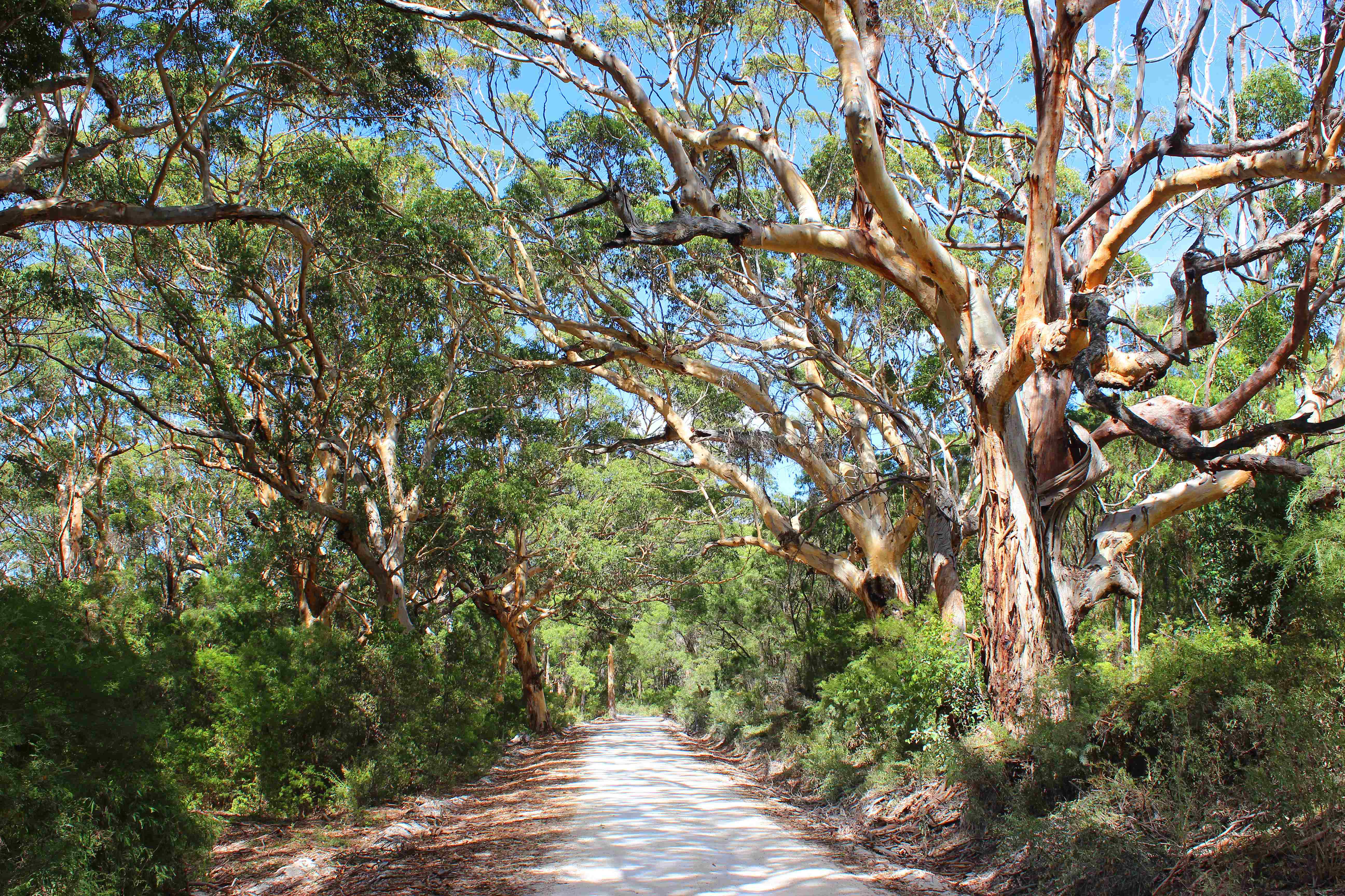 Towering Karri trees reaching for the sky in Boranup Forest. 