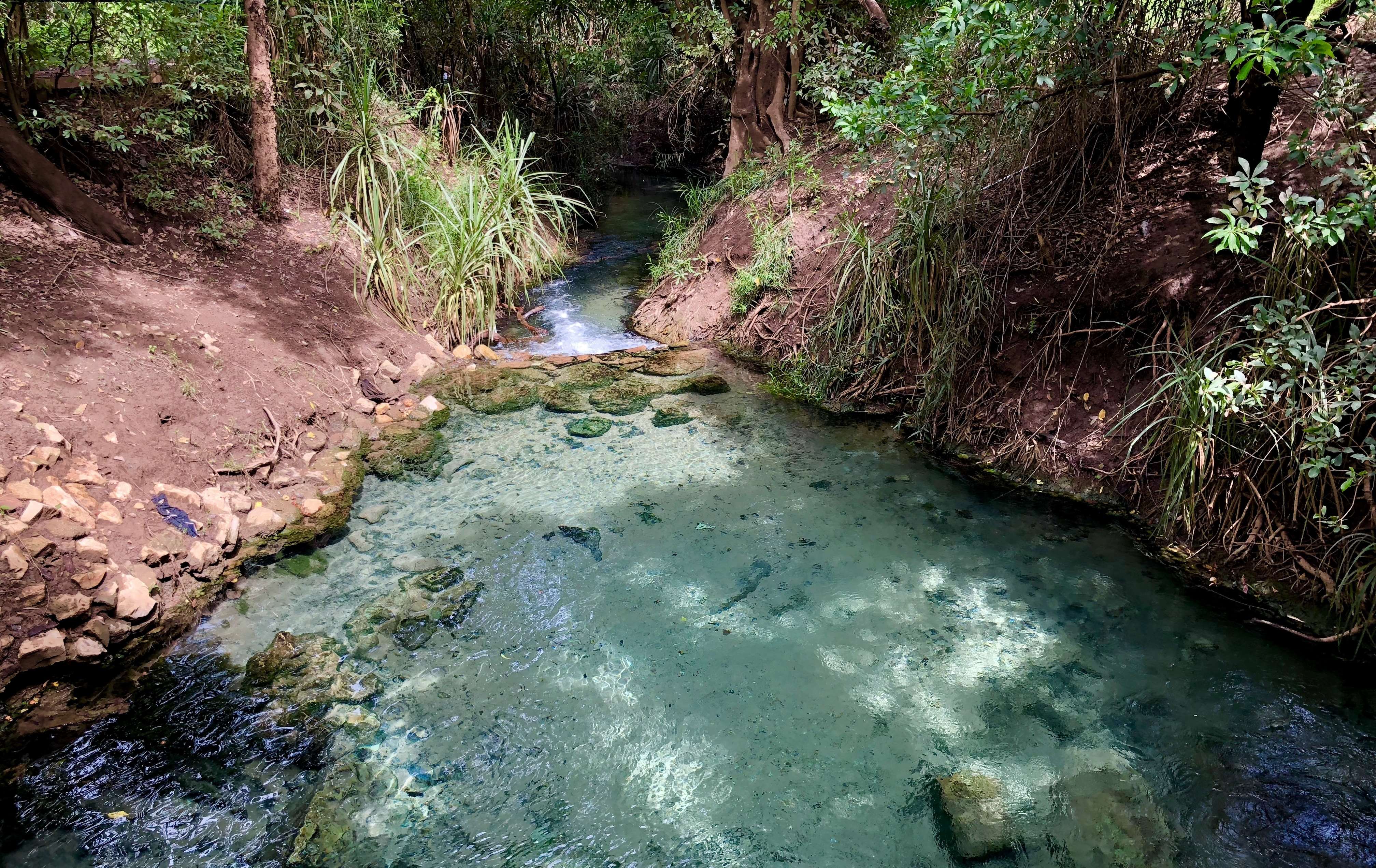  A photo of the crystal-clear waters of Katherine Hot Springs, surrounded by tropical foliage and shaded by overhanging trees. 
