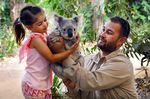 An intimate moment at Koala Park Sanctuary, where a visitor gently interacts with a koala perched in a eucalyptus tree. The sanctuary's lush surroundings and the calm demeanour of the koala capture the essence of Australia's unique wildlife and the efforts to preserve it.