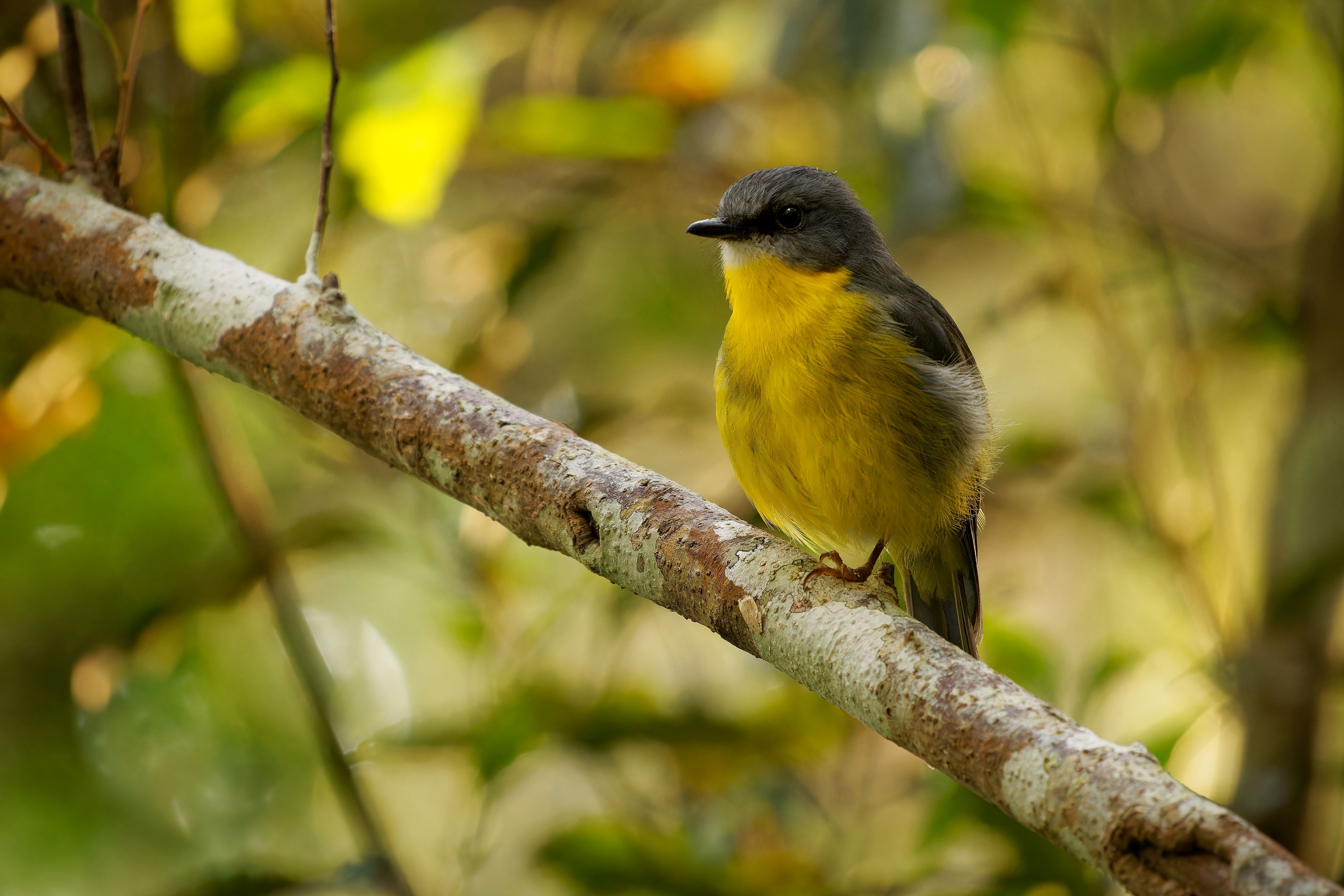 Native wildlife in the Mallee region. 