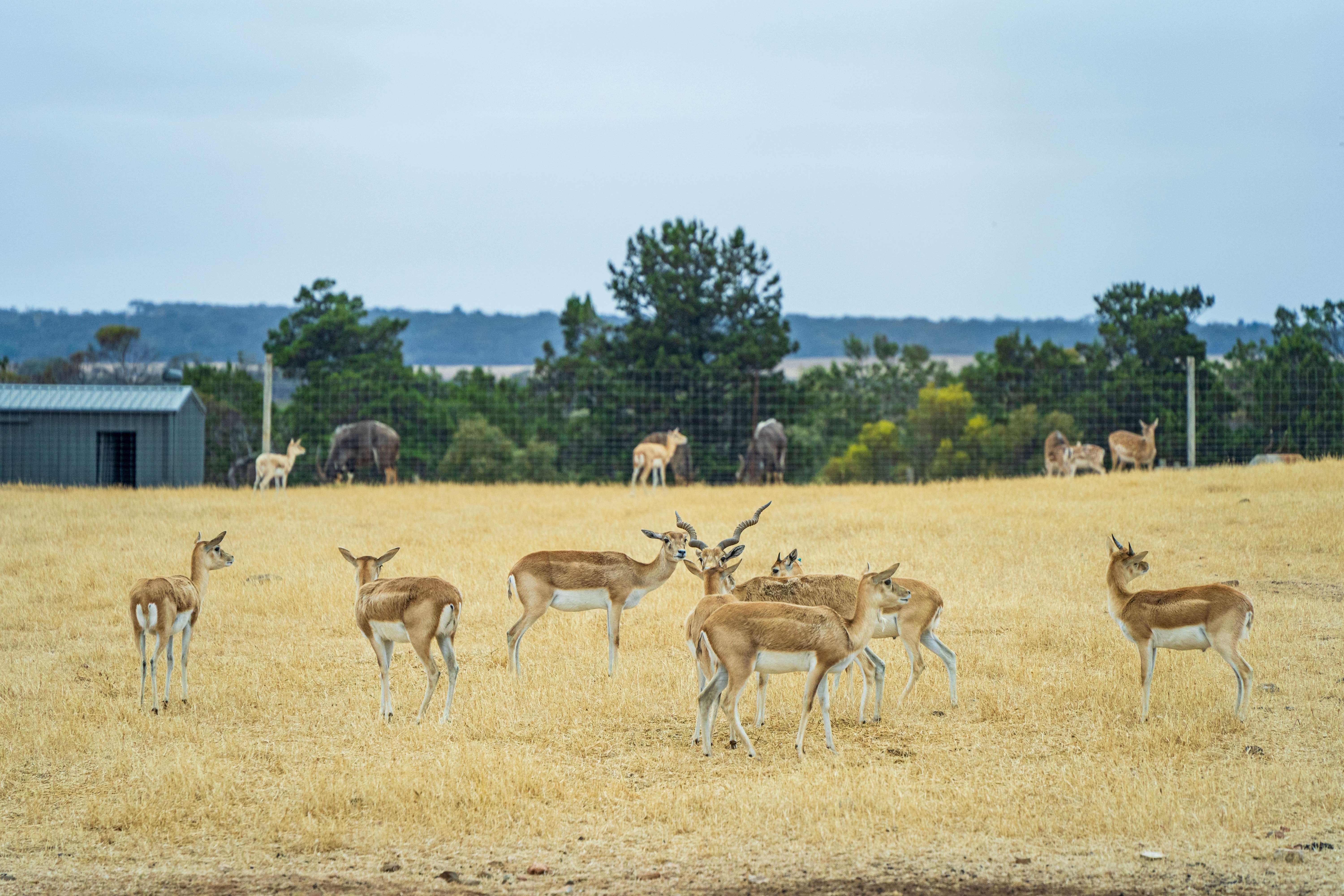 A Blackbucks grazing in the expansive savannah of Monarto Safari Park, with acacia trees dotting the landscape and a clear blue sky above. 