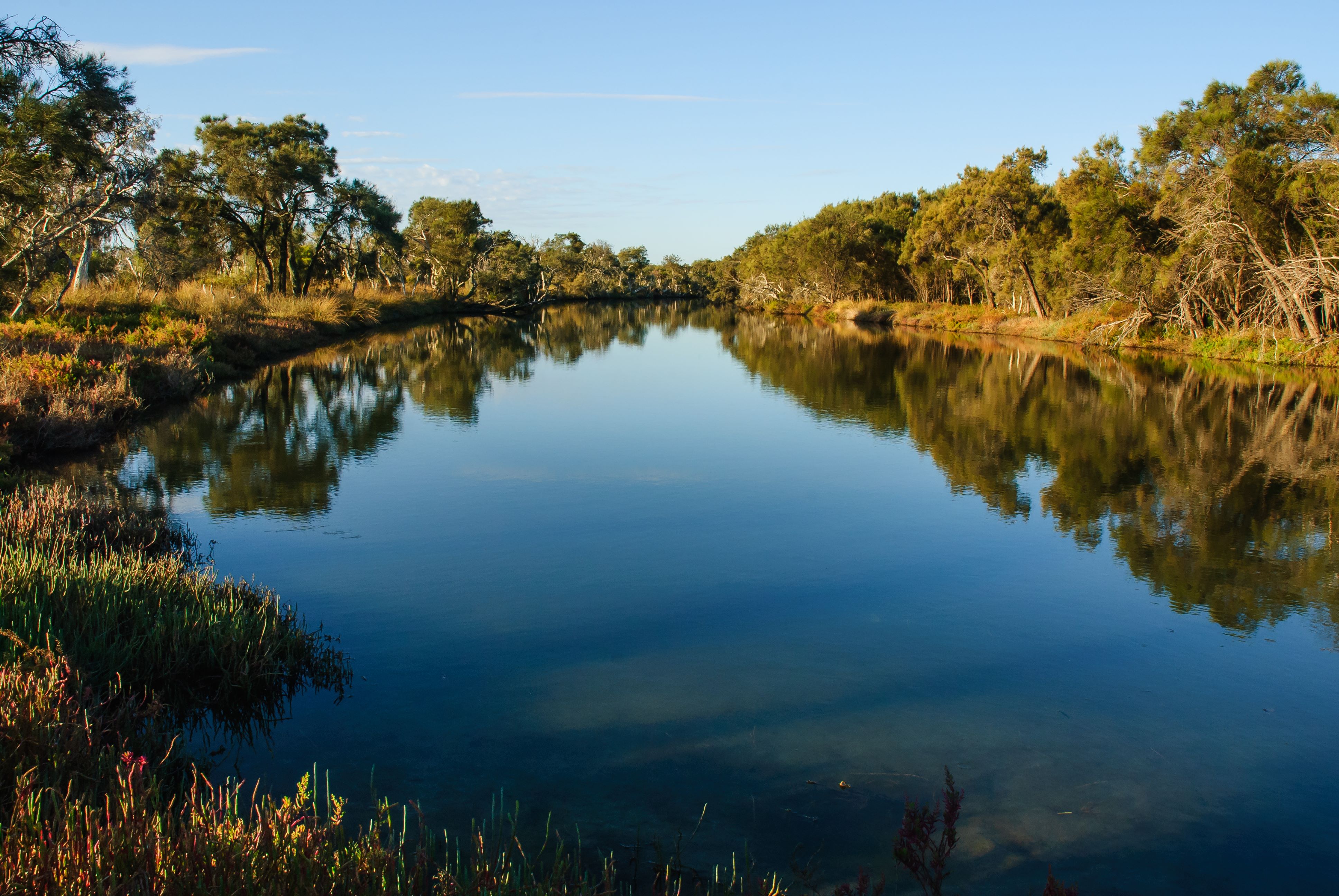 The Murray River flowing serenely through lush greenery, with reflections of the trees in the calm waters. 