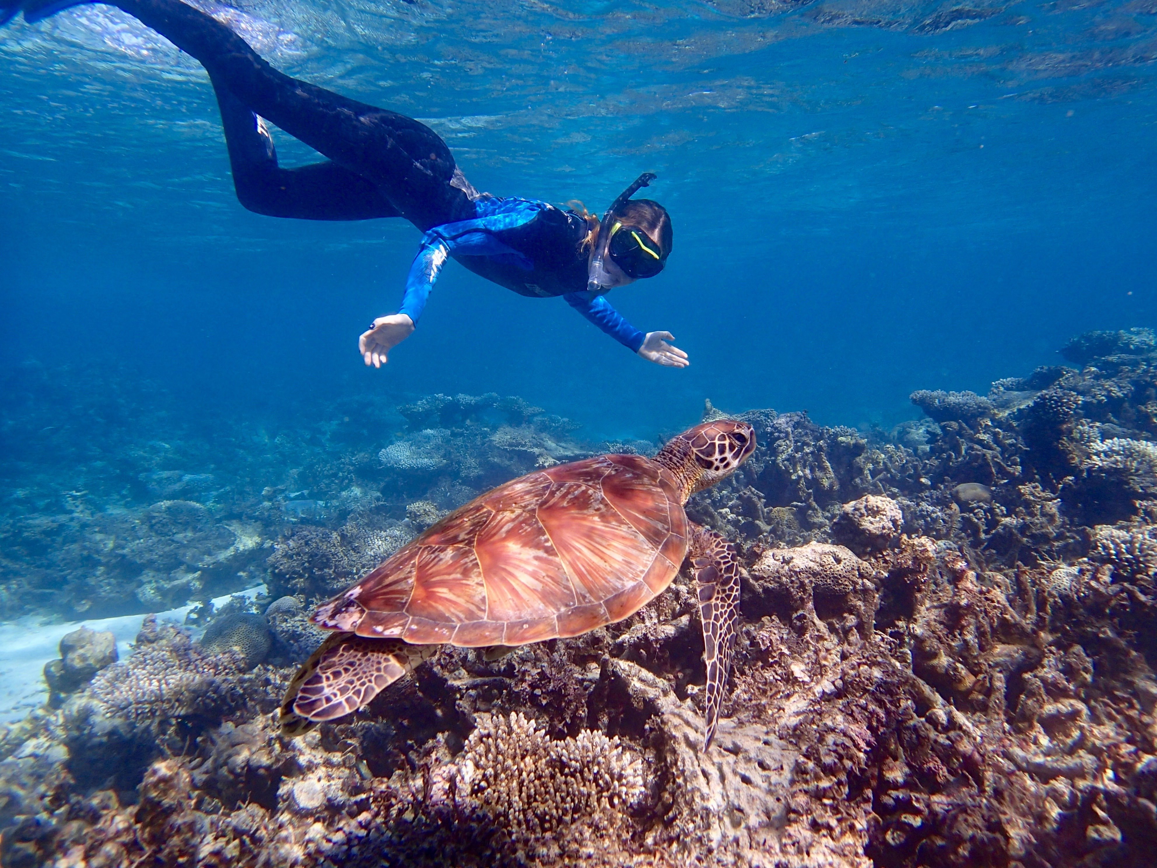 A breathtaking underwater view of Ningaloo Reef, showcasing colorful coral and marine species. 