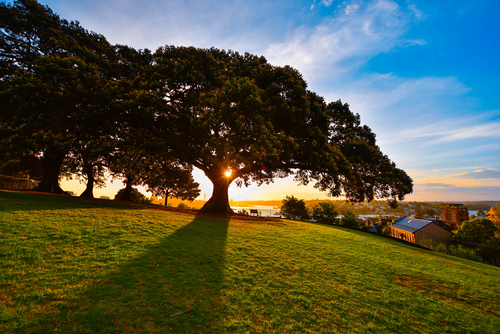 The serene and picturesque setting of Sydney Observatory Hill, showcasing its historic observatory against the lush greenery, with the Sydney Harbour and city skyline in the distance. It's a place where science, history, and breathtaking views meet, offering a unique vantage point over the city.