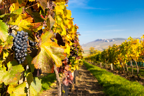 A scenic view of the Orange Wine Region, showcasing rows of lush vineyards under a clear sky, highlighting the area's reputation for producing exquisite cool-climate wines. 