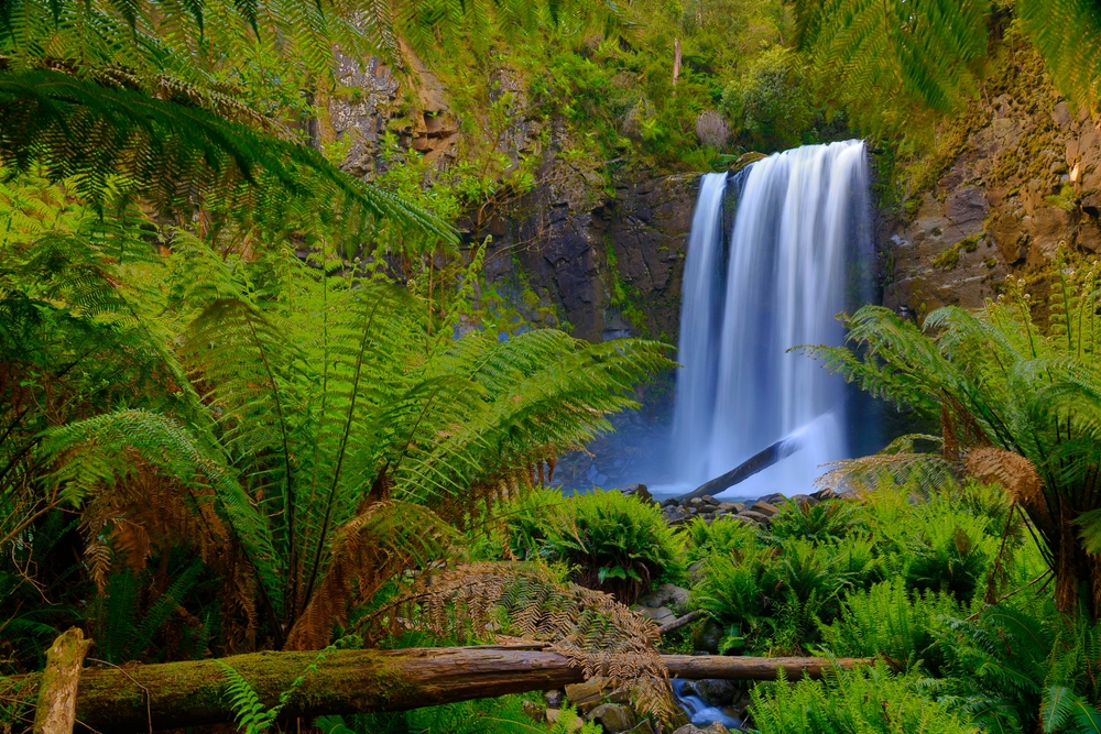 A serene image of the lush rainforest in Otway National Park. he dense greenery is interspersed with rays of sunlight filtering through the leaves, creating a tranquil and enchanting atmosphere. This photo captures the essence of adventure and exploration available in the Otways, inviting nature lovers to discover the hidden beauty of this temperate rainforest.