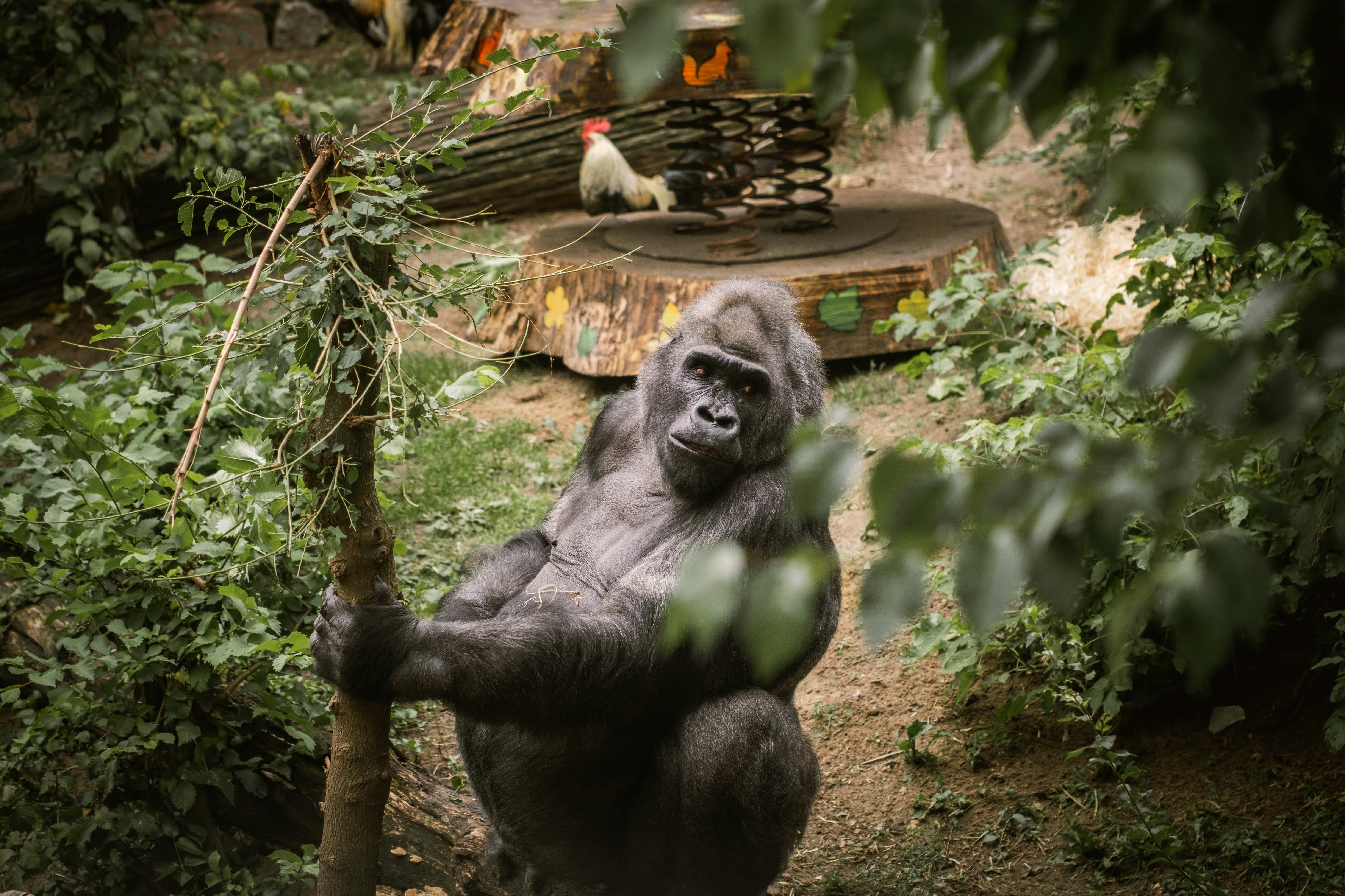 A delightful image from Peel Zoo, featuring visitors interacting with animals in a natural setting. 