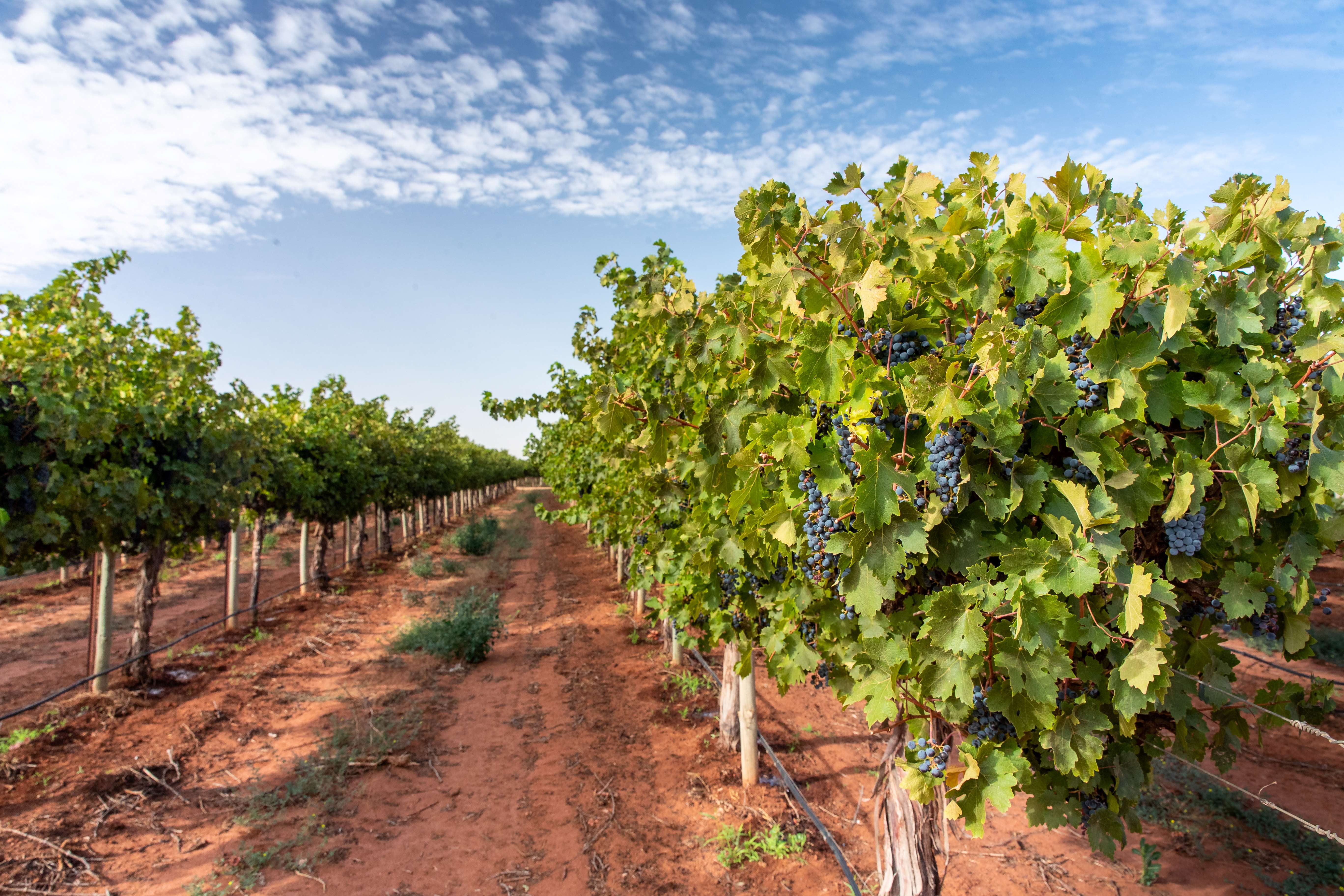A vineyard stretching into the distance, with neat rows of grapevines under a cloudless sky, ready for harvest. 