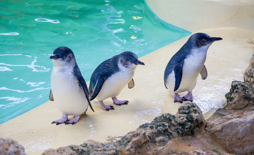 An enchanting view of Rockingham's Penguin Island, a serene natural habitat for little penguins. The image captures the island's sandy beaches, crystal-clear waters, and lush vegetation, with a group of little penguins seen resting near the shoreline, highlighting the island's role as a crucial wildlife conservation area.