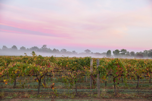 The rolling vineyards of the Murray's wine regions, with a focus on Rutherglen, showcasing rows of grapevines basking in the sun, indicative of the area's reputation for producing exquisite fortified wines and robust reds.