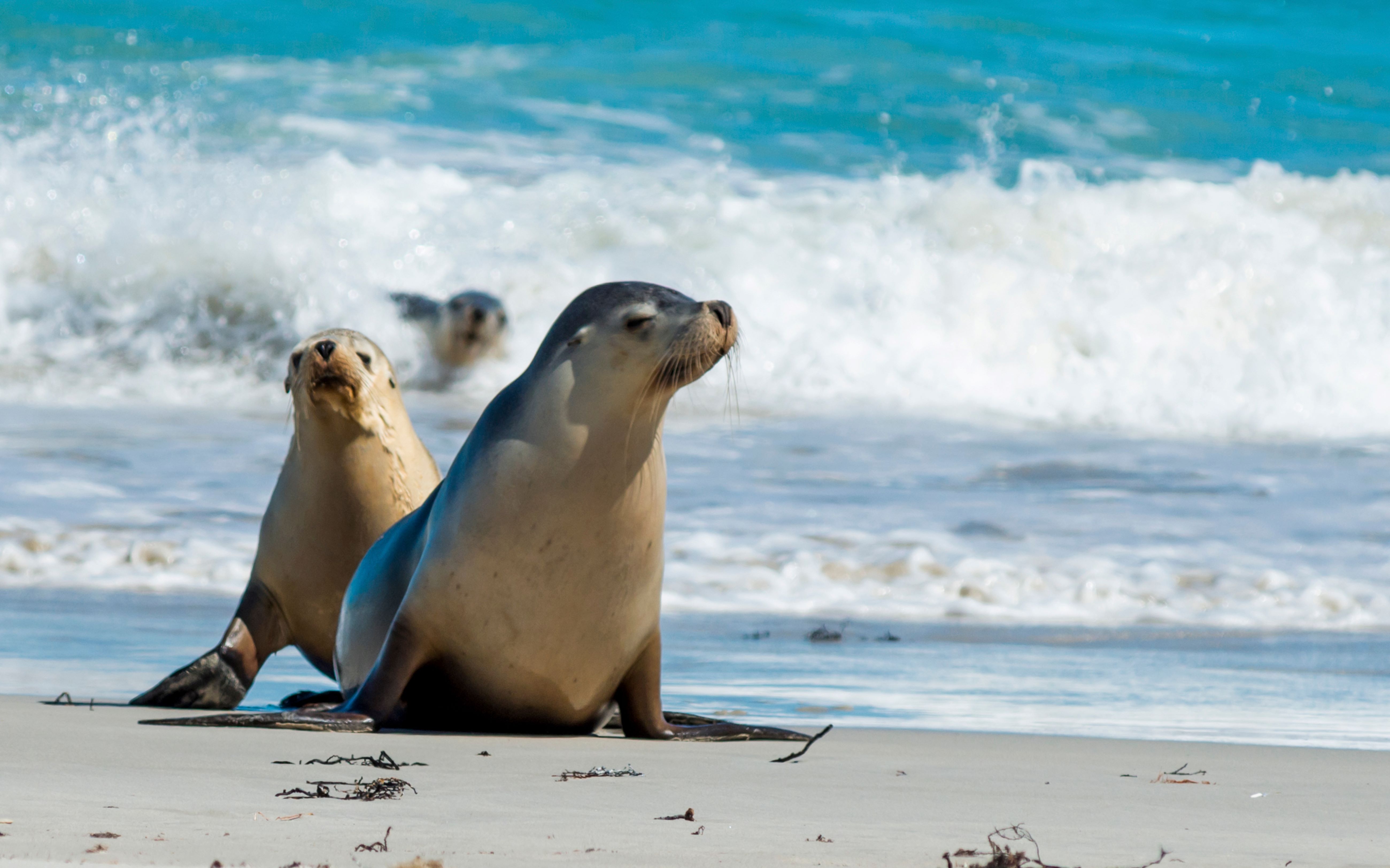 Australian sea lions lounging on the golden sands of Seal Bay, with waves crashing in the background. 
