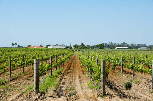 The vibrant and lush landscape of Swan Valley is captured in an image where vineyards stretch towards the horizon, punctuated by boutique breweries and artisanal eateries. The region's culinary and viticultural prowess is on full display, with visitors enjoying wine tastings and gourmet meals under the Australian sun. Cultural and food festivals bring the community and travelers together, celebrating Swan Valley's gastronomic diversity.