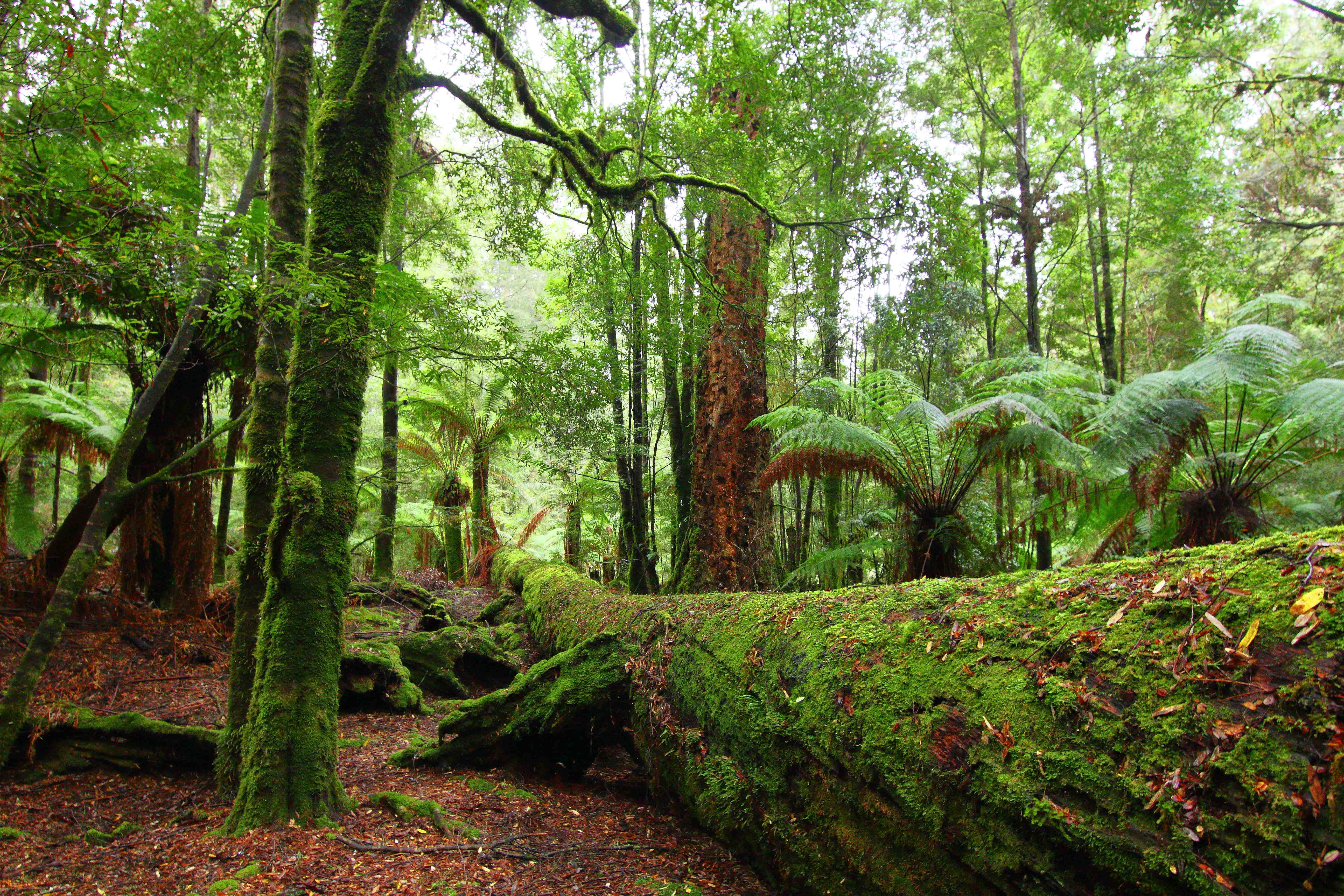 Enchanting Tarkine rainforest. 