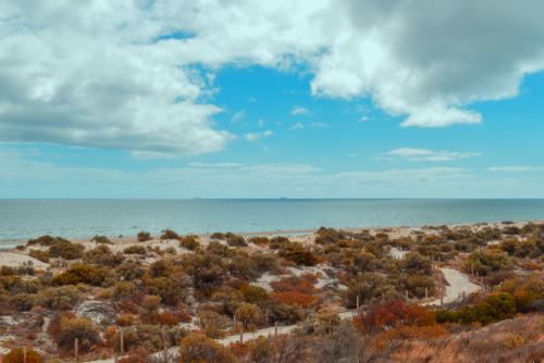 A serene image showcasing the natural beauty of Tennyson Dunes, with winding walking trails meandering through the indigenous vegetation and sand dunes. The dunes are home to a diverse range of coastal flora and fauna, highlighted by the soft light of the morning or late afternoon. This picture underscores the ecological significance and pristine condition of Tennyson Dunes, emphasizing the efforts to preserve this unique coastal environment in the Western Suburbs of Adelaide.