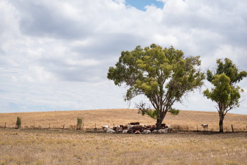 A captivating scene at Tobruk Sydney, where a stockman on horseback demonstrates traditional sheep herding to an engaged audience. The vast farmland, dotted with sheep and the rugged Australian landscape in the background, offers a glimpse into the country's rich agricultural heritage and the enduring spirit of the Aussie bush.