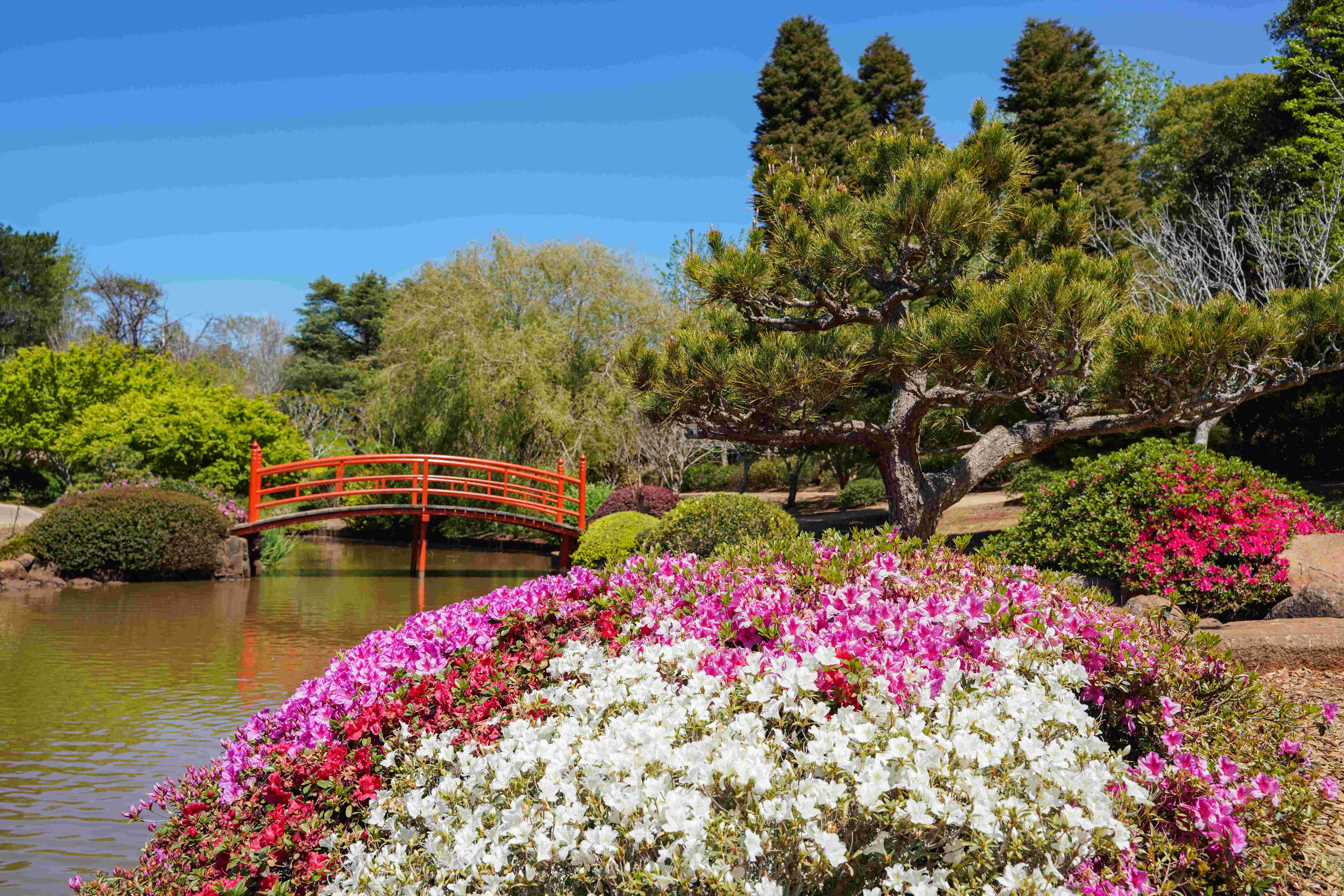 A colorful image of Toowoomba's Carnival of Flowers, featuring intricate floral arrangements and the picturesque backdrop of the region. 