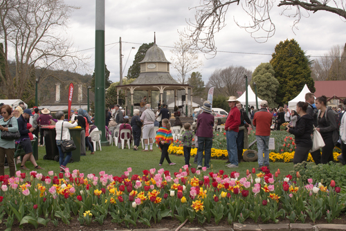  A vibrant display of colourful tulips in full bloom at the Tulip Time Festival in Bowral, capturing the beauty and festive spirit of this annual event, set in the stunning gardens that attract visitors from all over to admire the floral spectacle.