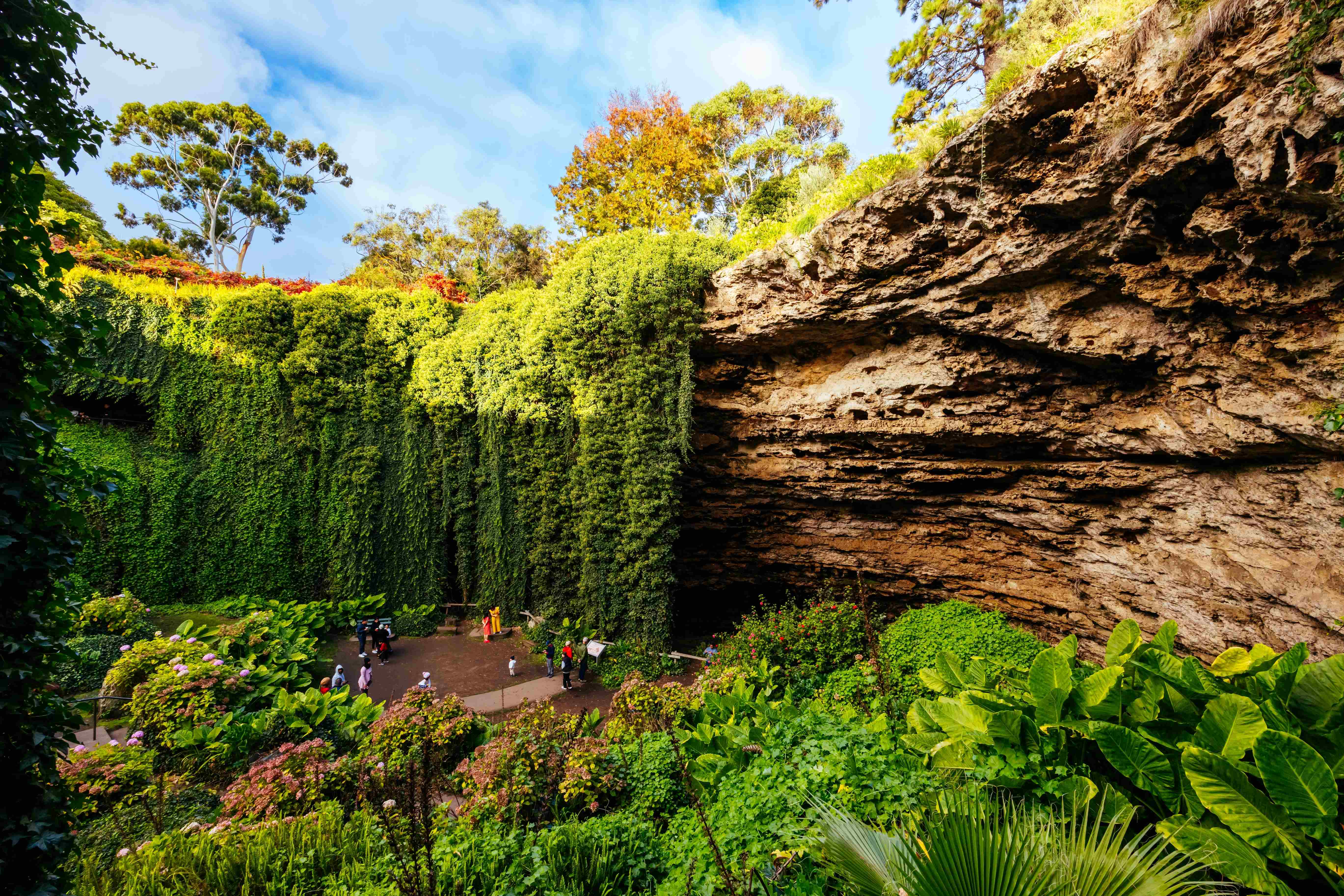 Umpherston Sinkhole filled with lush vegetation, with sunlight streaming through the canopy above. 