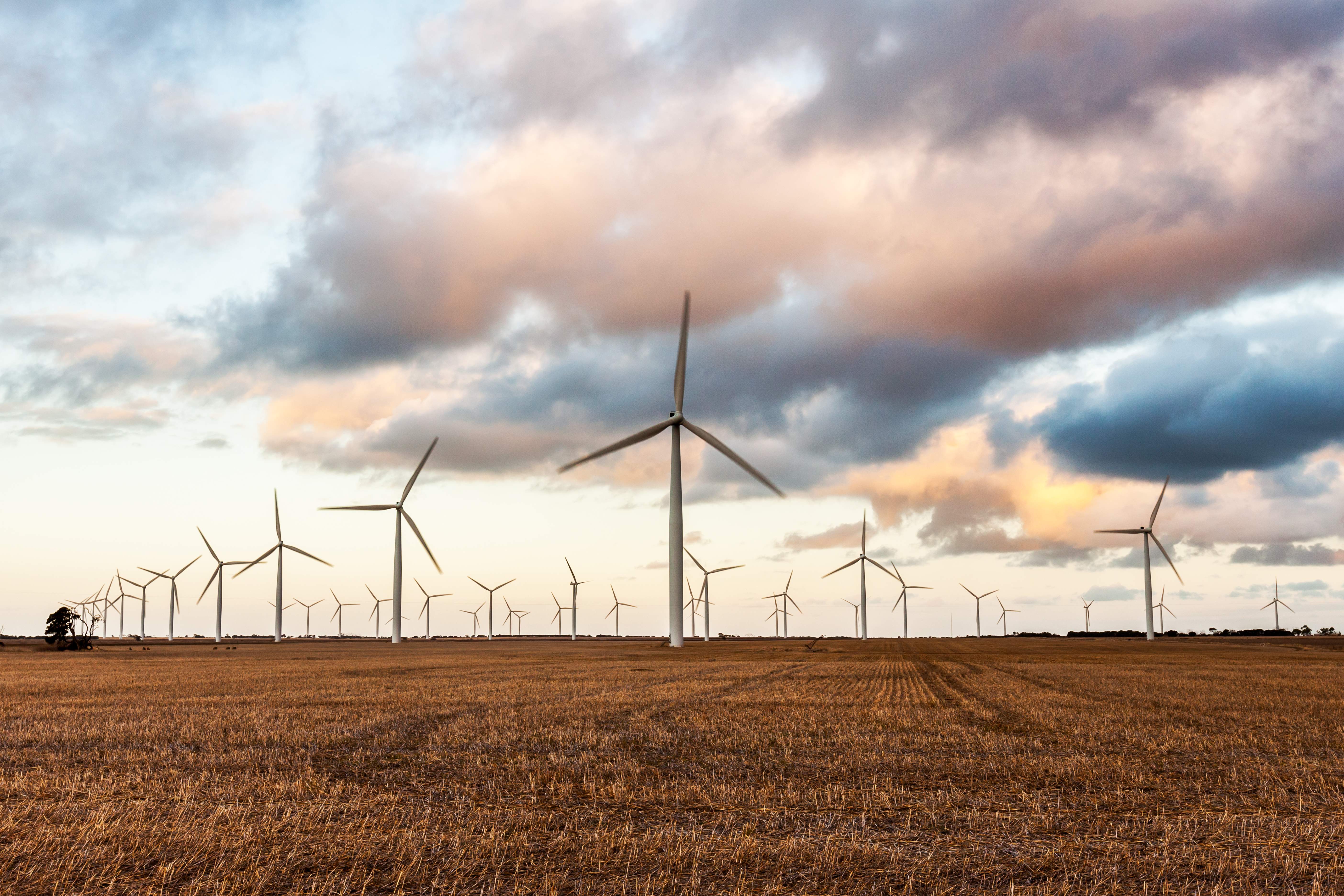Rows of towering wind turbines stand against a backdrop of open fields and blue skies at Wattle Point Wind Farm, symbolizing the renewable energy landscape of Yorke Peninsula. 