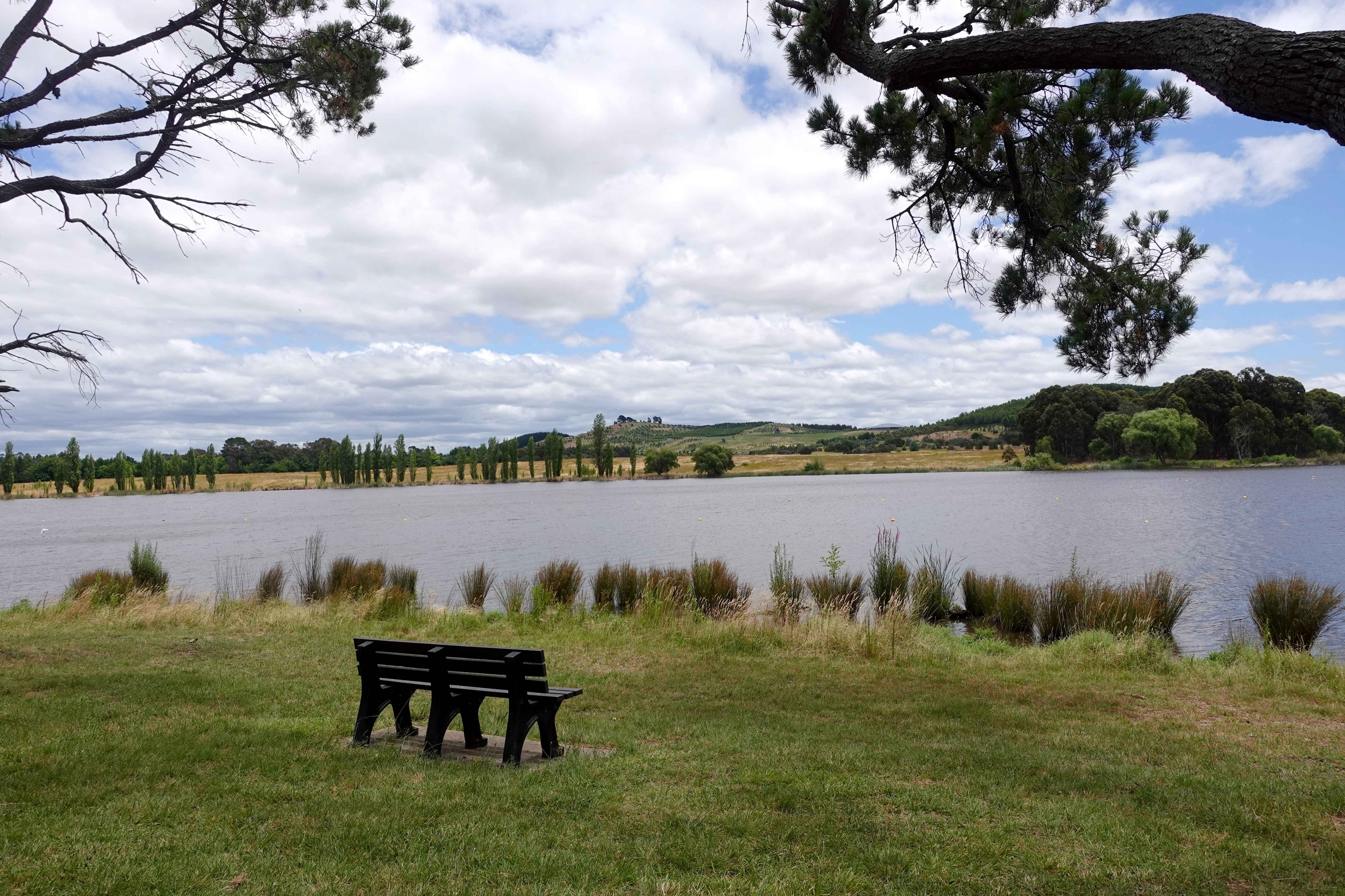 A scenic snapshot of Weston Park, with its expansive green lawns, tranquil lake, and shaded picnic areas, dotted with families enjoying outdoor activities and leisurely strolls, illustrating the park's popularity as a recreational retreat for the community. 