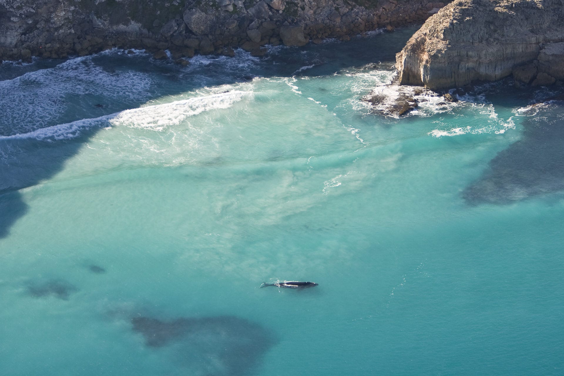 Fantastic views of Southern Right Whales as they undertake their annual migration through the Southern Ocean. 