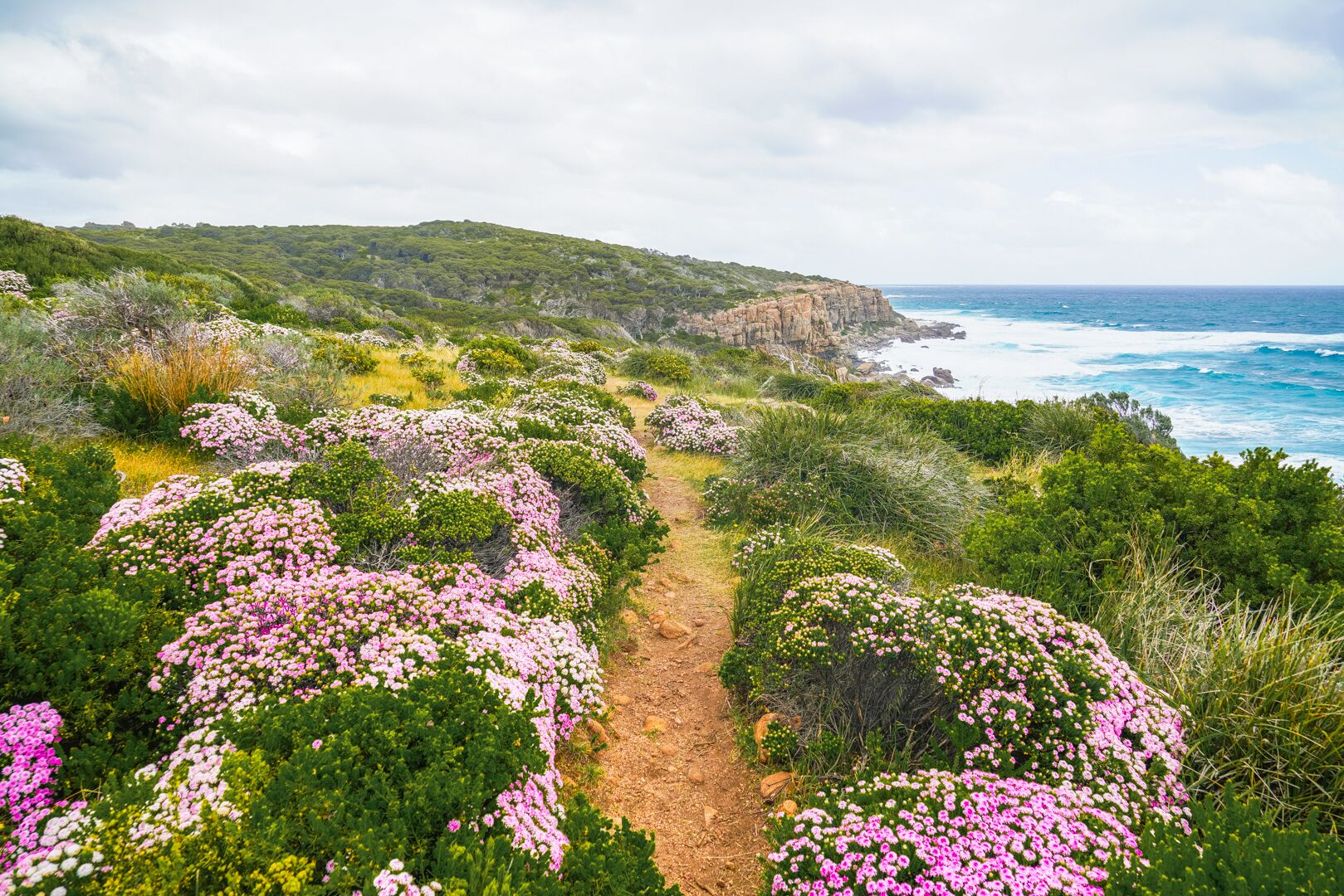  Fields of colorful wildflowers in full bloom.    