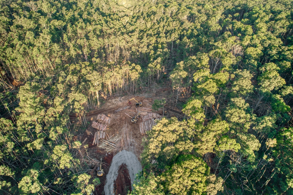 A vibrant image showcasing the lush, dense canopy of Wombat State Forest, with sunlight filtering through the tall trees. The forest floor is carpeted with ferns and native bushes, and the trails invite adventurers and nature lovers to discover the hidden wonders within. This photo captures the essence of tranquility and the untouched beauty of the forest, making it a haven for those seeking connection with nature.