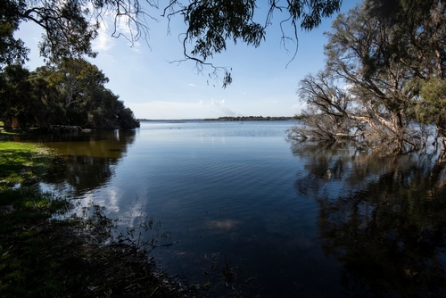 Highlight the natural beauty of Yellagonga Regional Park with an image showcasing the serene wetlands, dense bushland, and a family or group of friends enjoying a leisurely walk or cycle along one of its many trails, emphasizing the park's tranquility and biodiversity.